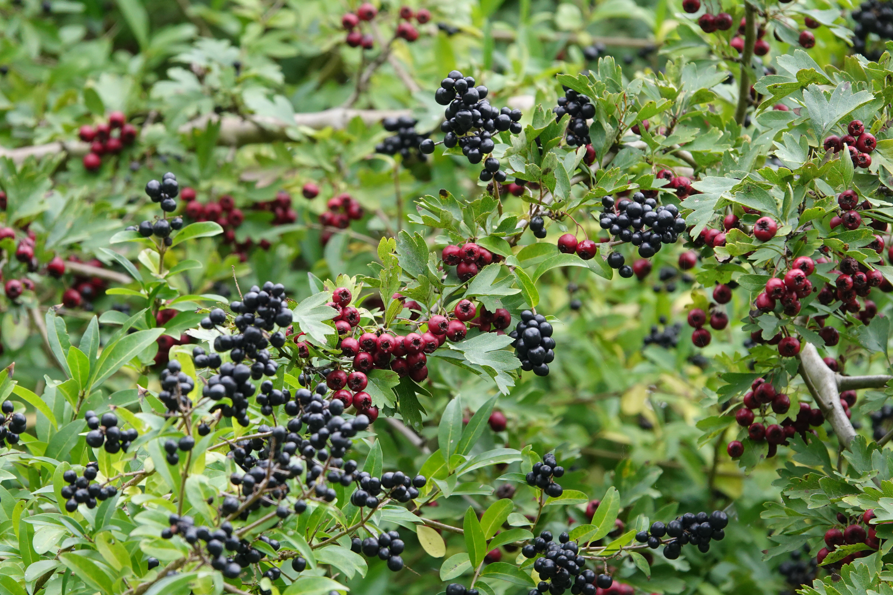 Ein Gemeiner Liguster und Eingriffeliger Weißdorn mit Früchten.