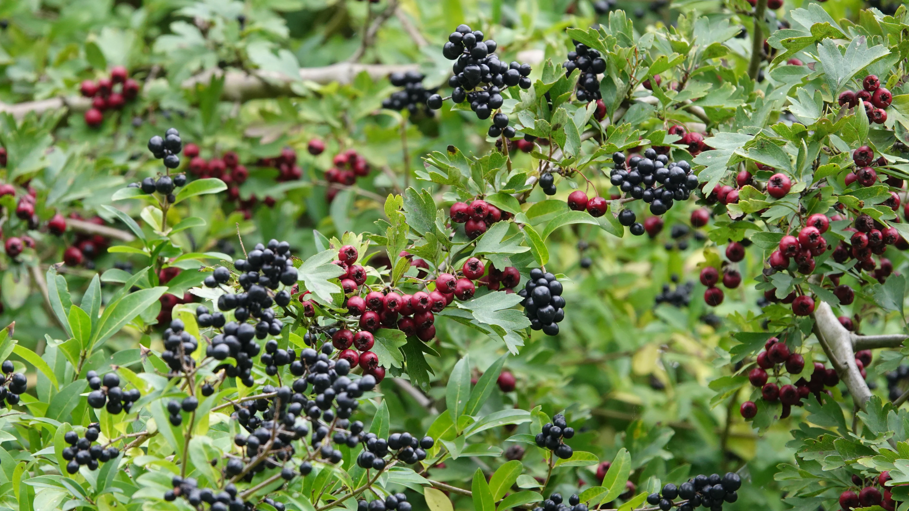 Ein Gemeiner Liguster und Eingriffeliger Weißdorn mit Früchten.