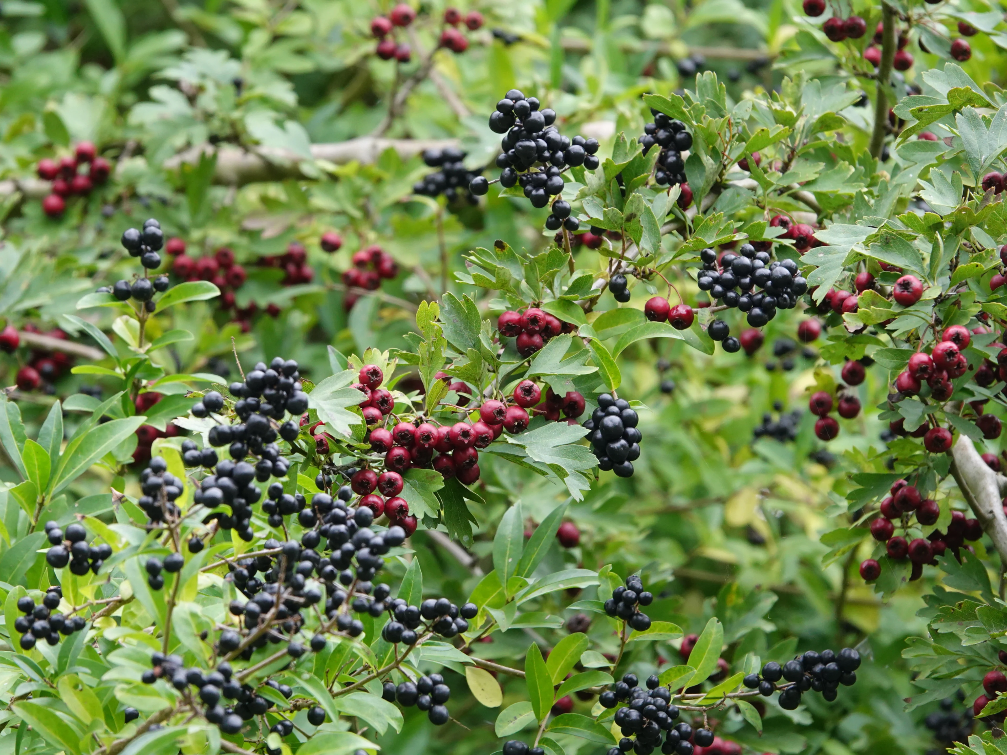 Ein Gemeiner Liguster und Eingriffeliger Weißdorn mit Früchten.