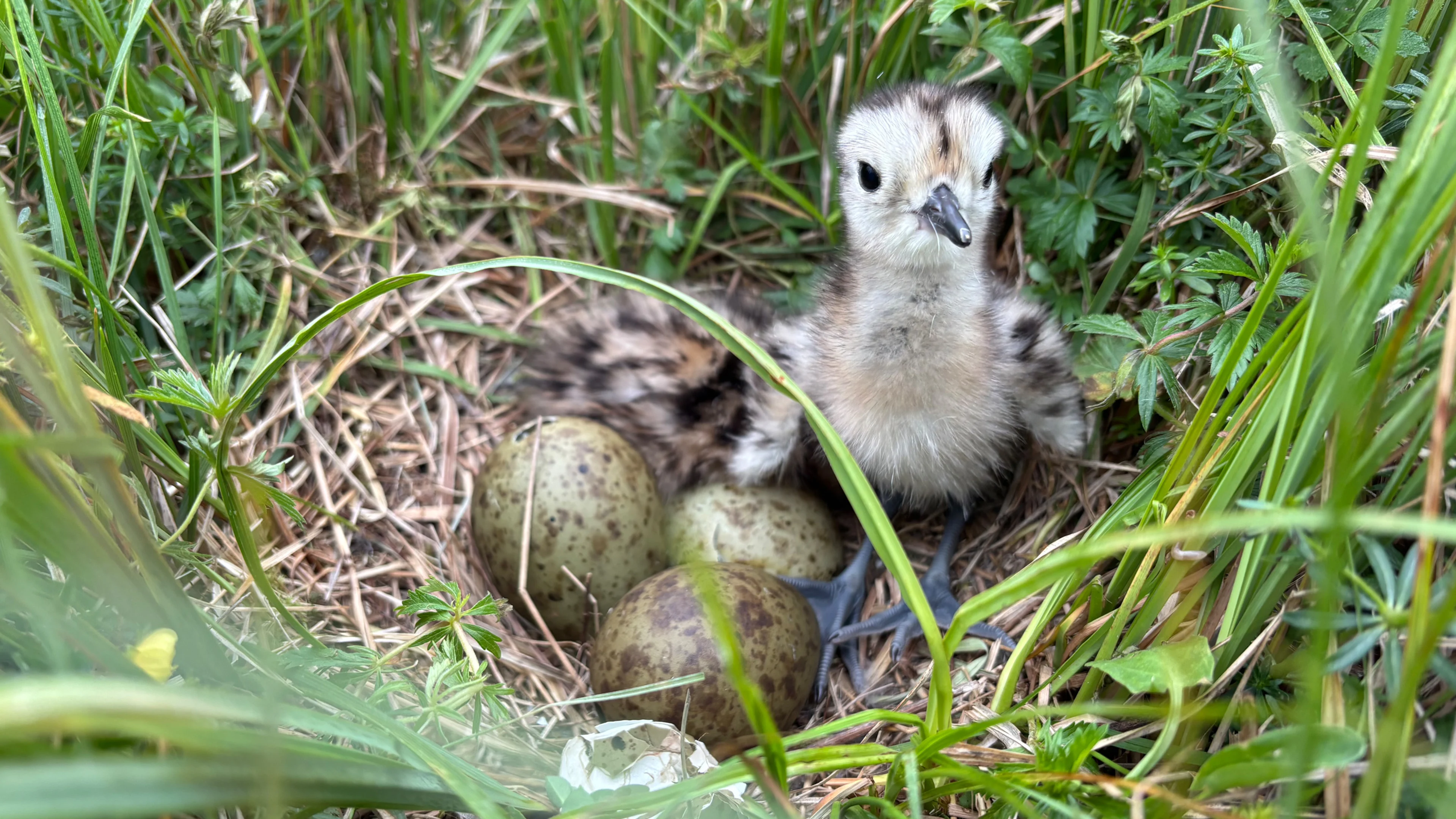 Mit einer Wildtierkamera konnte der Bruterfolg des Großen Brachvogels im Ibmer Moor ermittelt werden.