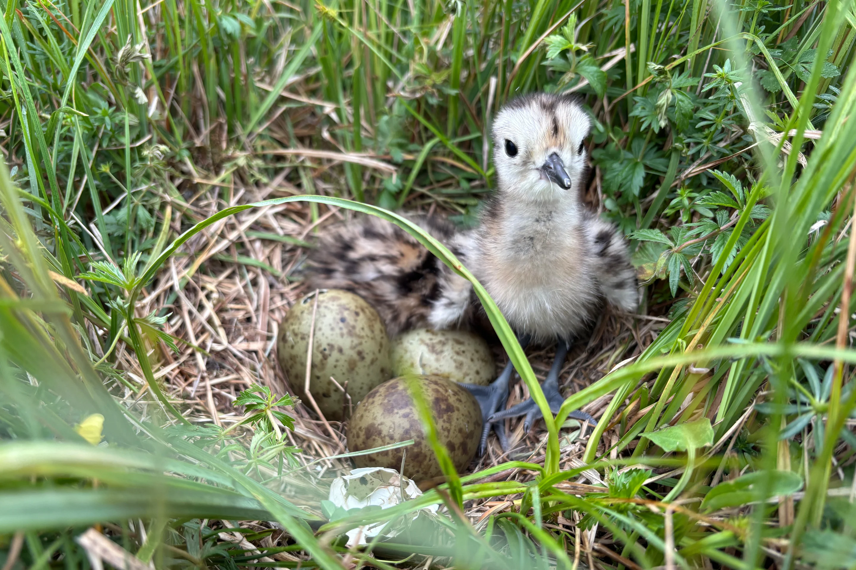Mit einer Wildtierkamera konnte der Bruterfolg des Großen Brachvogels im Ibmer Moor ermittelt werden.