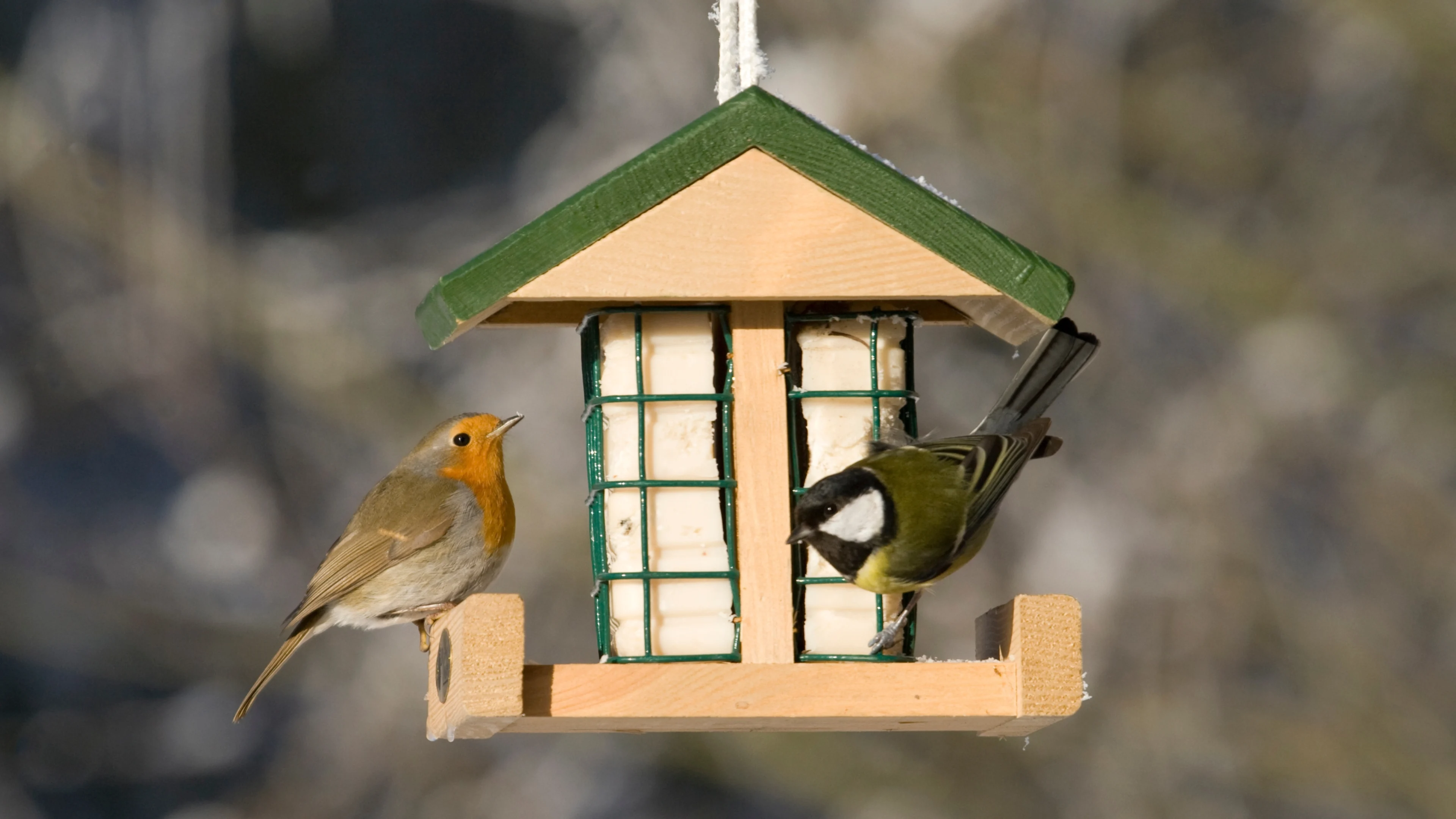Rotkehlchen und Kohlmeise an einer Futterstelle mit Fettblöcken.