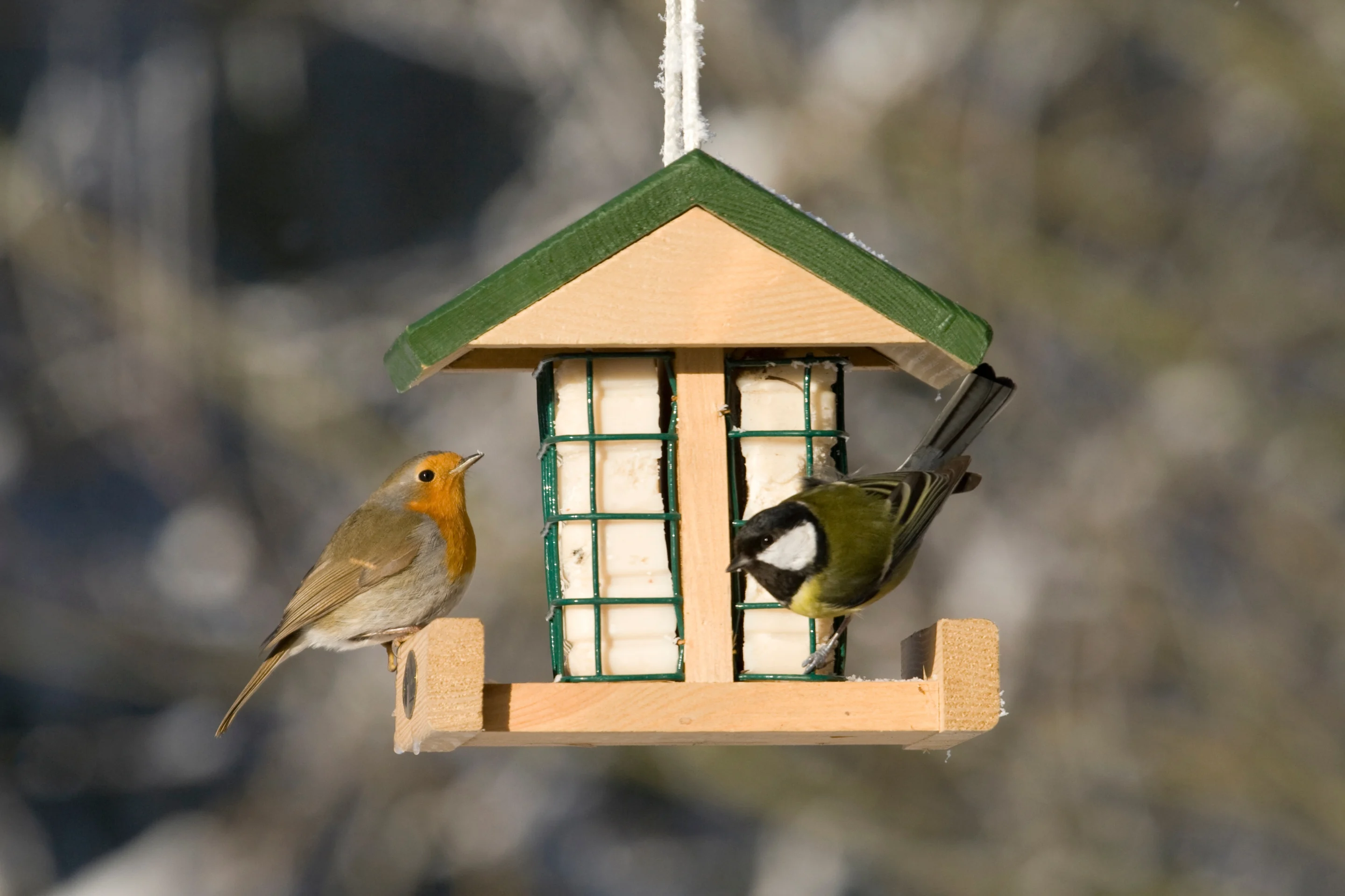 Rotkehlchen und Kohlmeise an einer Futterstelle mit Fettblöcken.