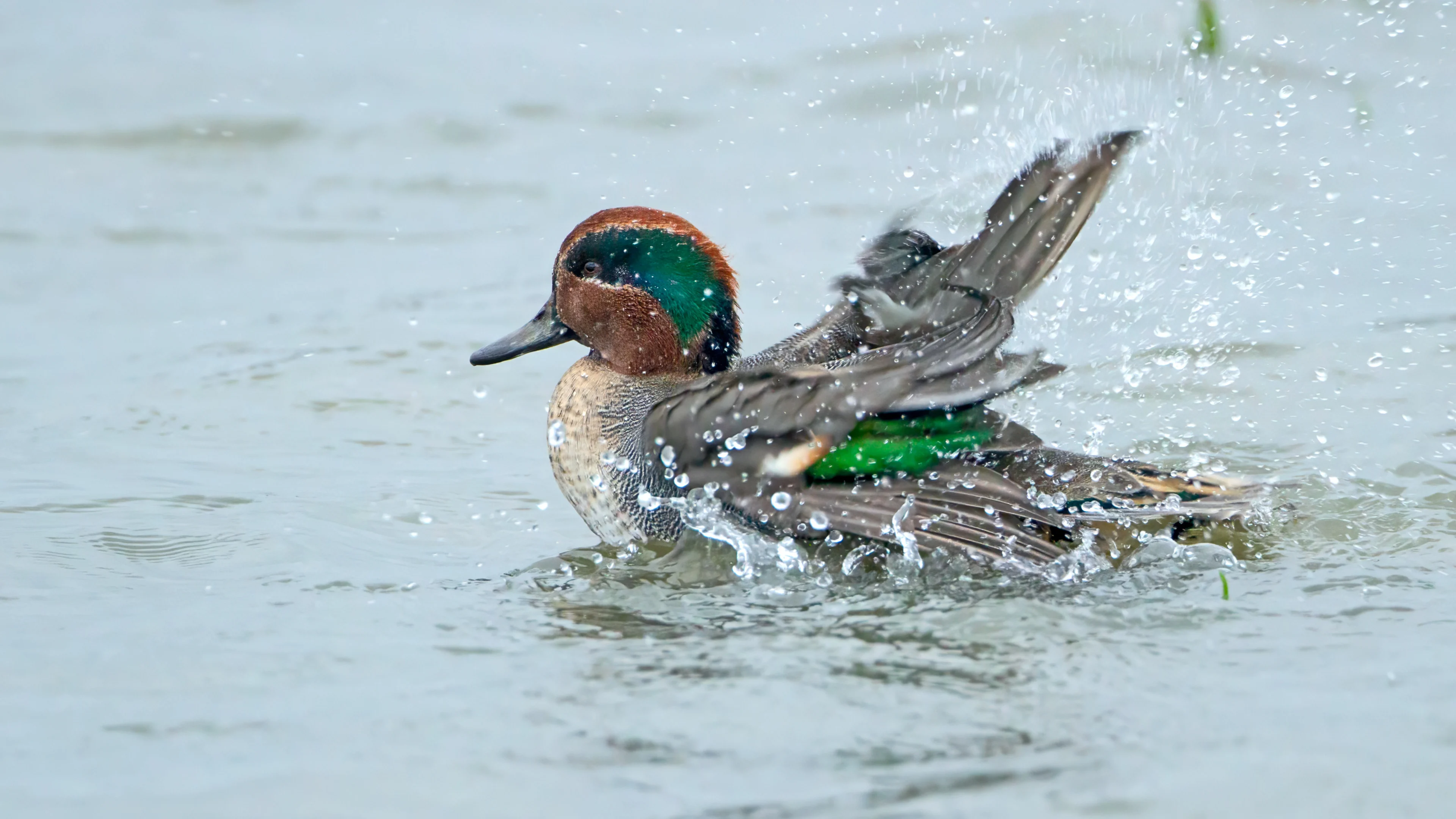 Ein Krickenten-Männchen im Wasser.