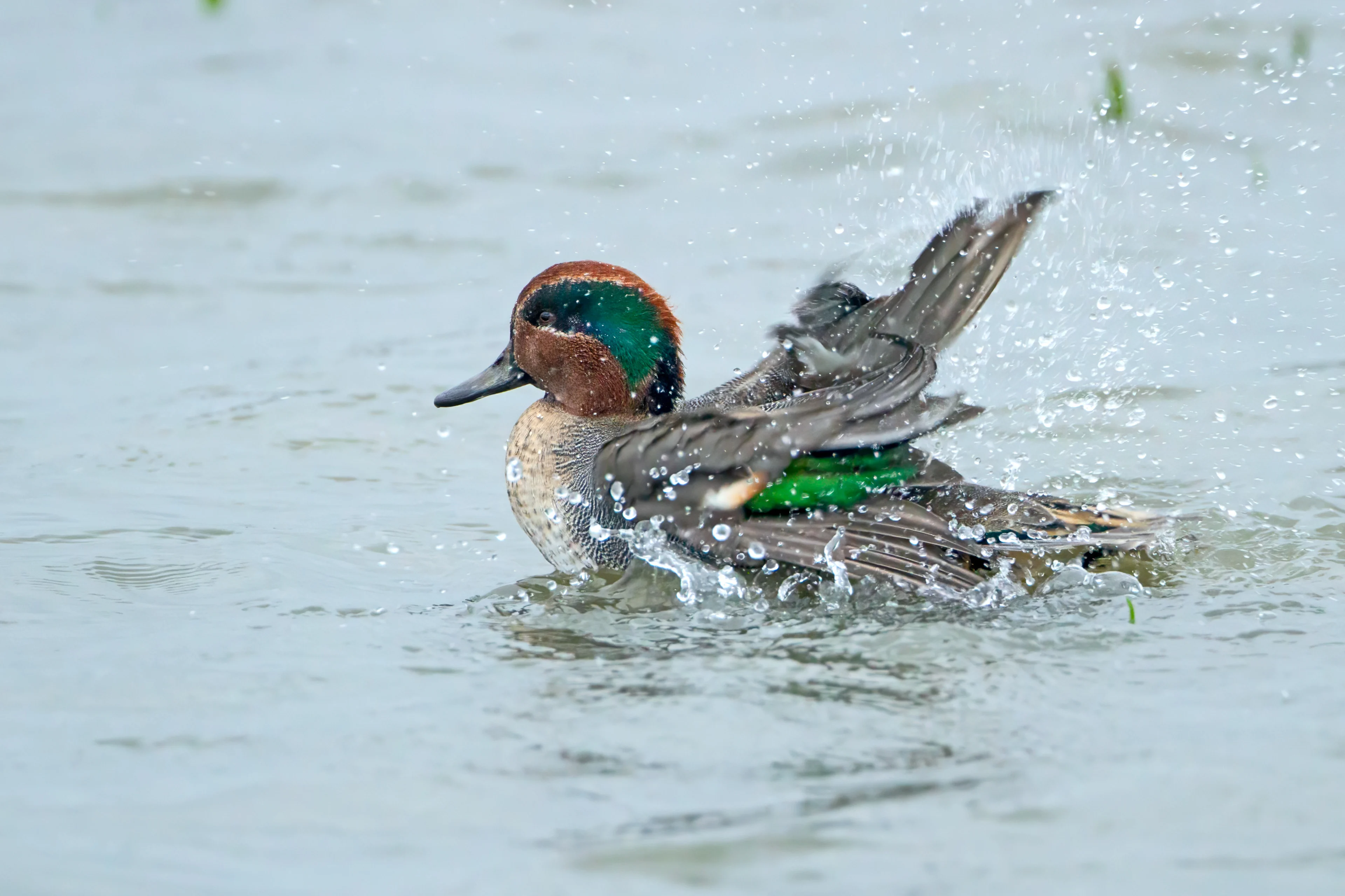 Ein Krickenten-Männchen im Wasser.
