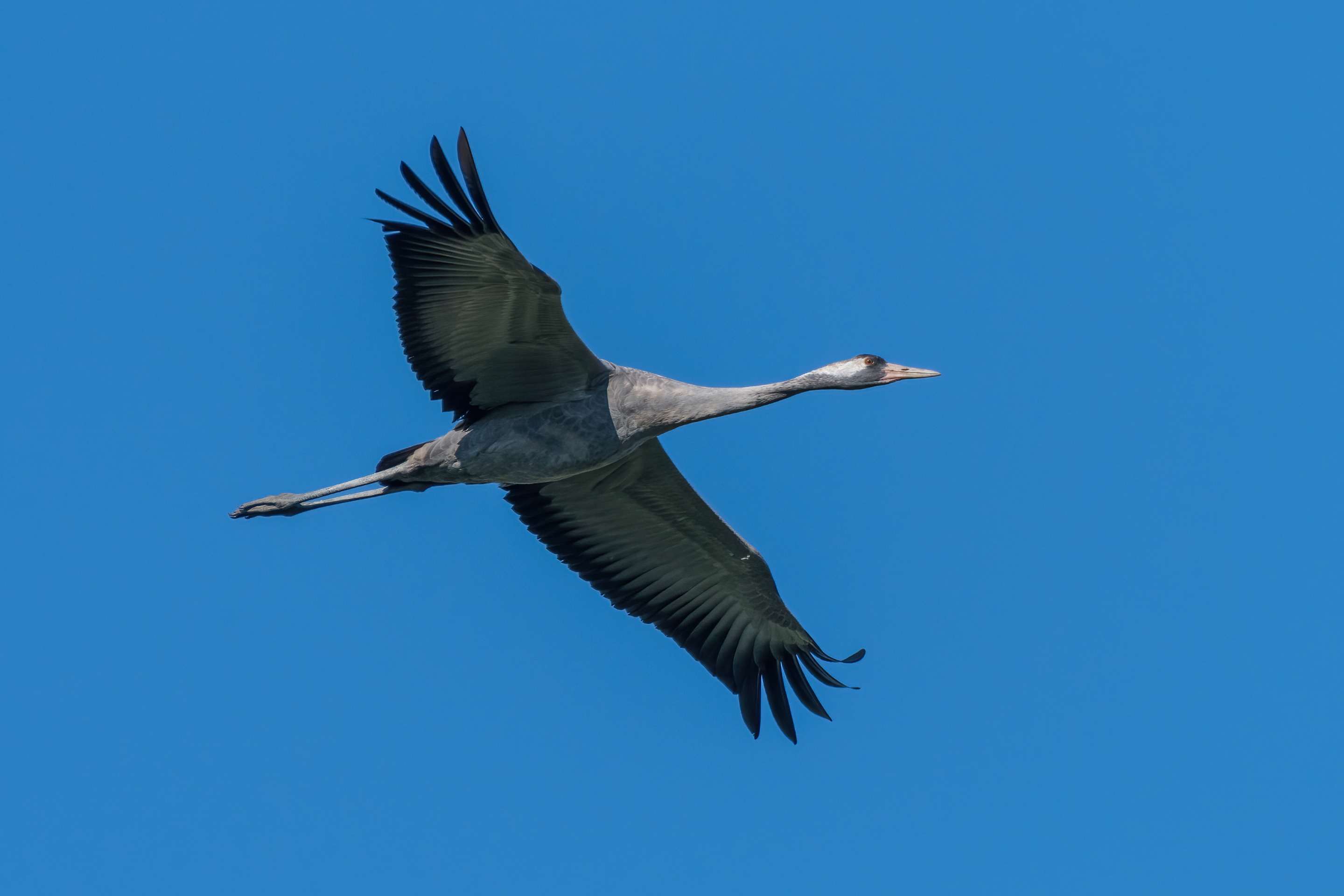 Ein Kranich fliegt in der Luft.