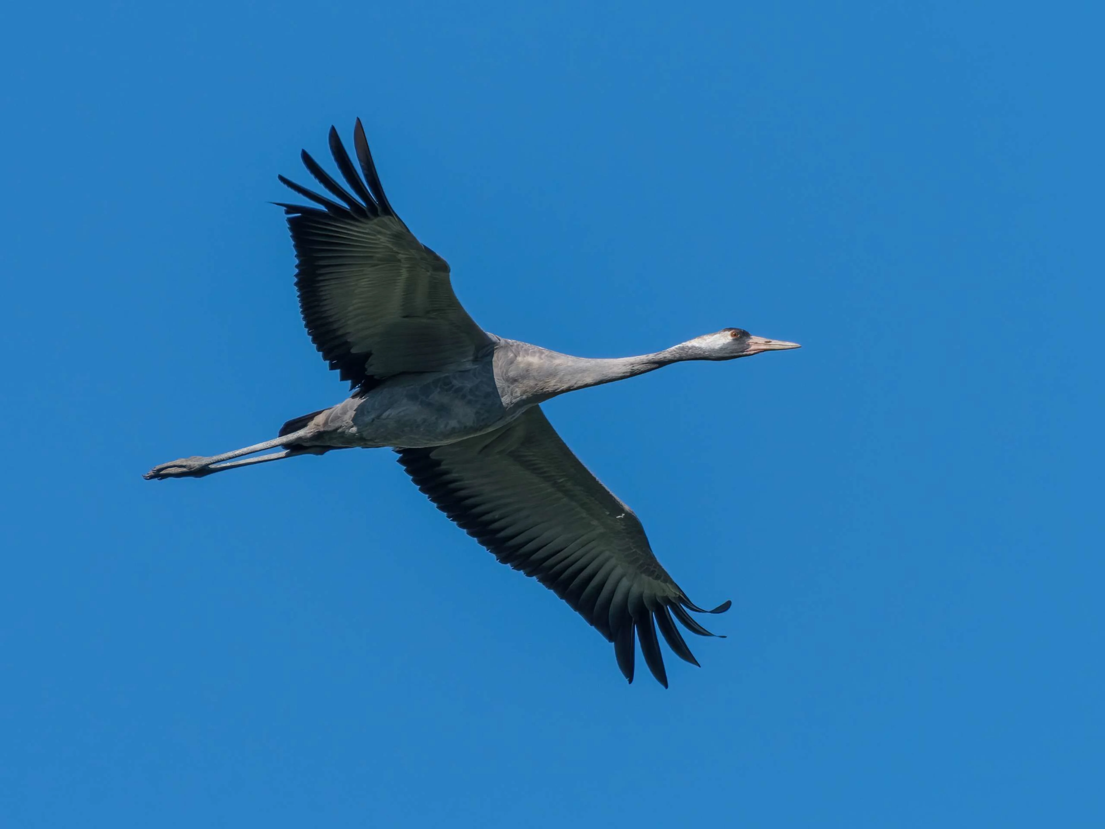 Ein Kranich fliegt in der Luft.