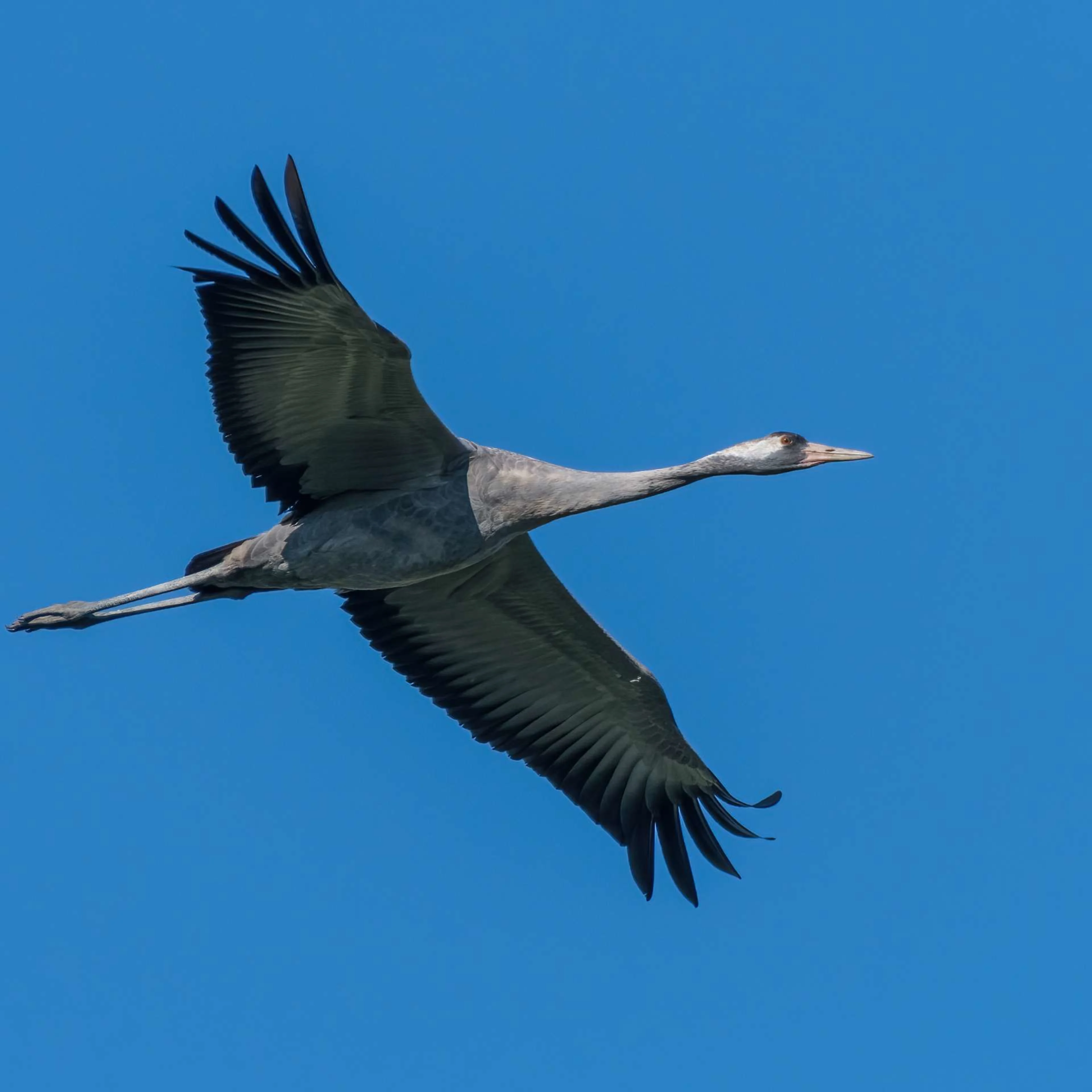 Ein Kranich fliegt in der Luft.