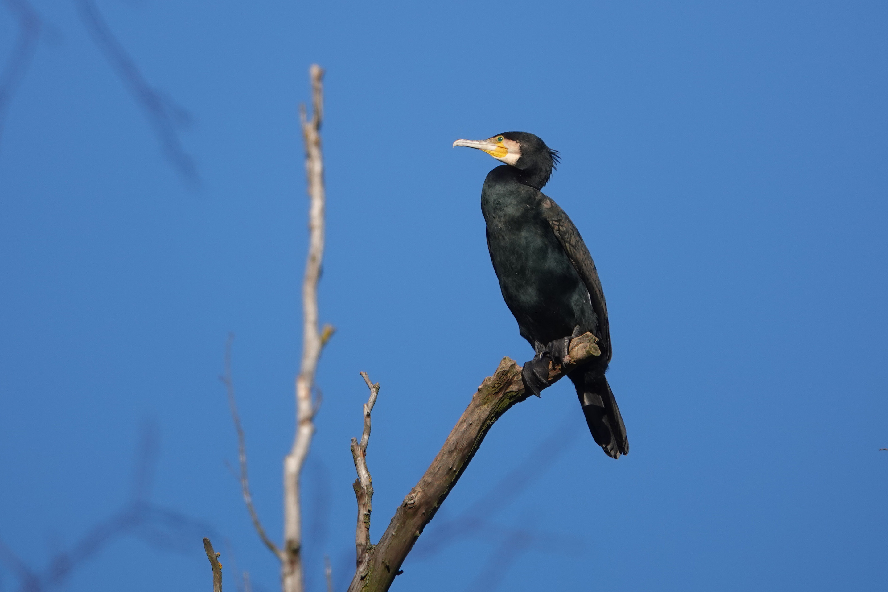 Ein Kormoran sitzt am Rande eines Gewässers.