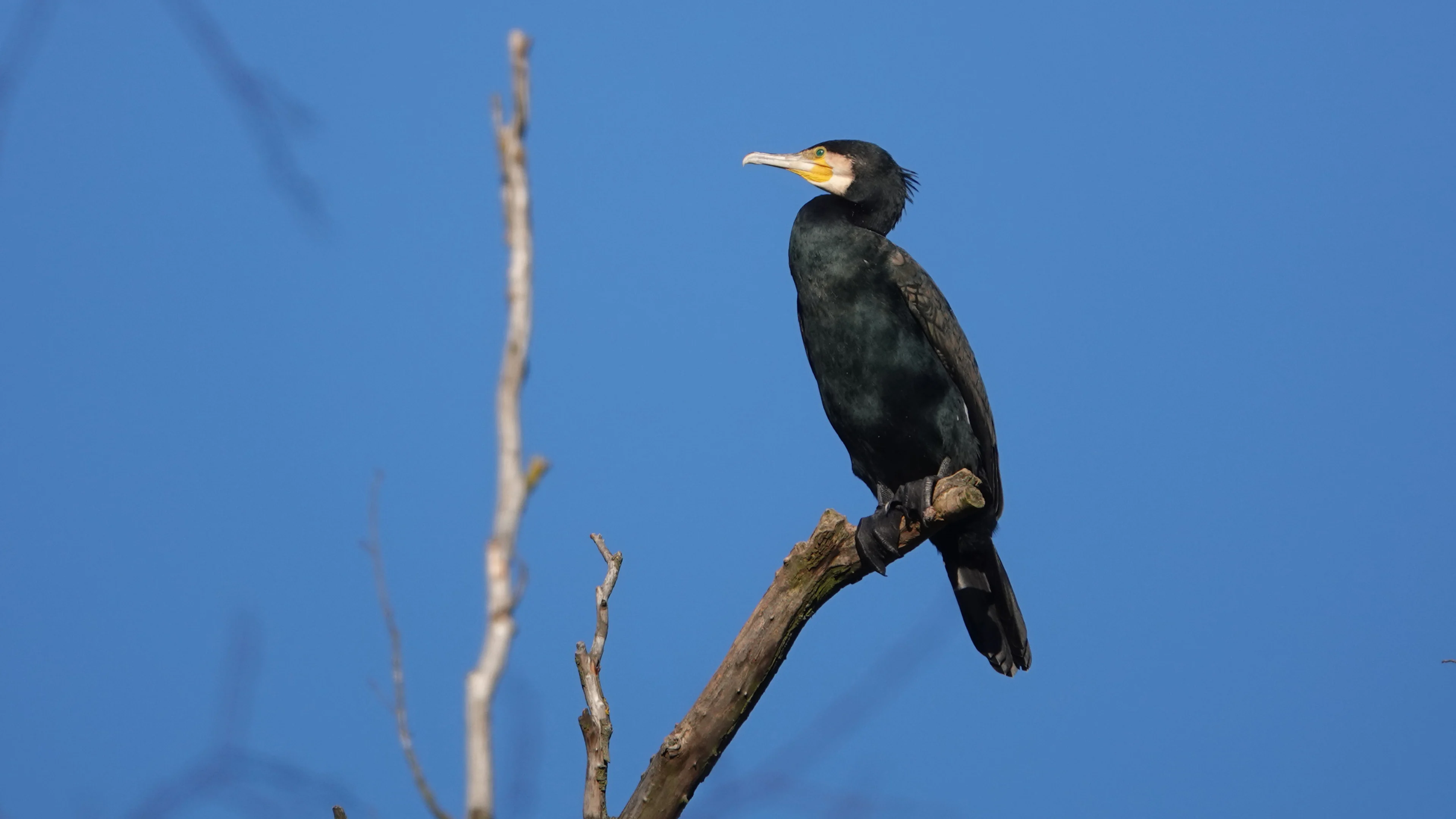 Ein Kormoran sitzt am Rande eines Gewässers.