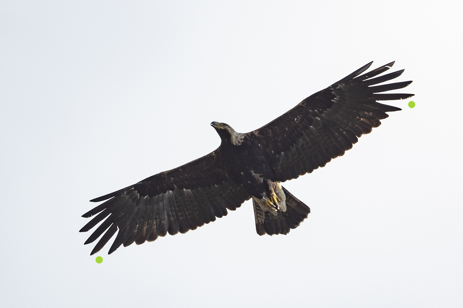 Der Vogel ist in der Großgefiedermauser, dies fällt aber nur bei genauem Hinsehen bzw. Nachzählen der Handschwingen auf. Typisch für langsam mausernde Arten mit breitem Flügel verbergen die übrigen Schwungfedern die Lücke fast völlig. Es fehlt jedoch beidseitig die Handschwinge 5 (Nr. 4 ist frisch, Nr. 6 v. a. links deutlich verschlissen).