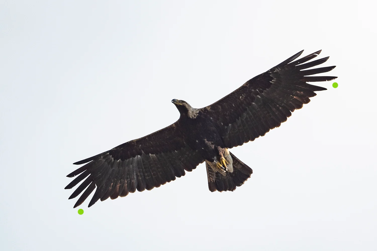 Der Vogel ist in der Großgefiedermauser, dies fällt aber nur bei genauem Hinsehen bzw. Nachzählen der Handschwingen auf. Typisch für langsam mausernde Arten mit breitem Flügel verbergen die übrigen Schwungfedern die Lücke fast völlig. Es fehlt jedoch beidseitig die Handschwinge 5 (Nr. 4 ist frisch, Nr. 6 v. a. links deutlich verschlissen).