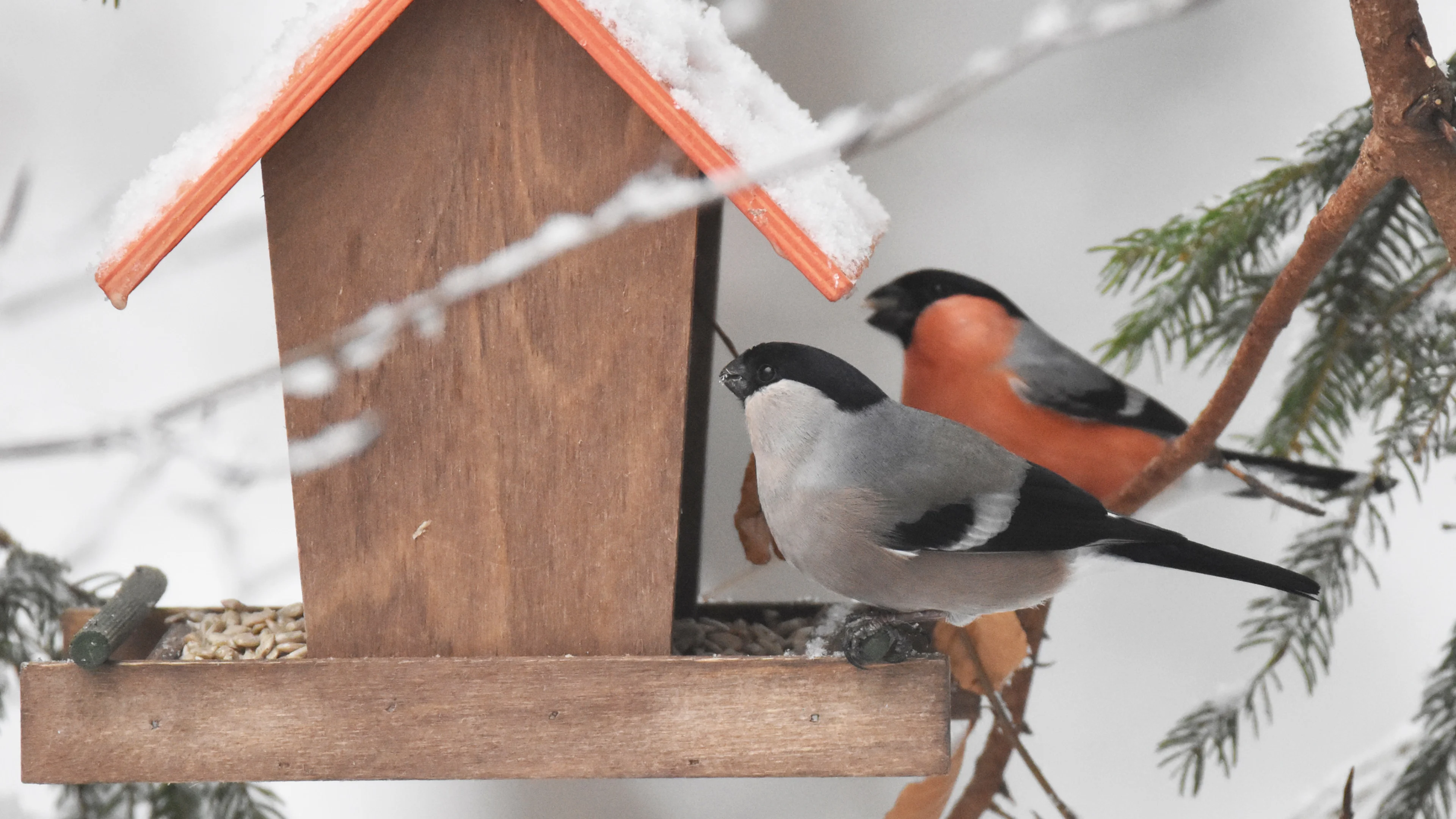 Ein Gimpelpaar zu Besuch an einer winterlichen Vogelfutterstelle.