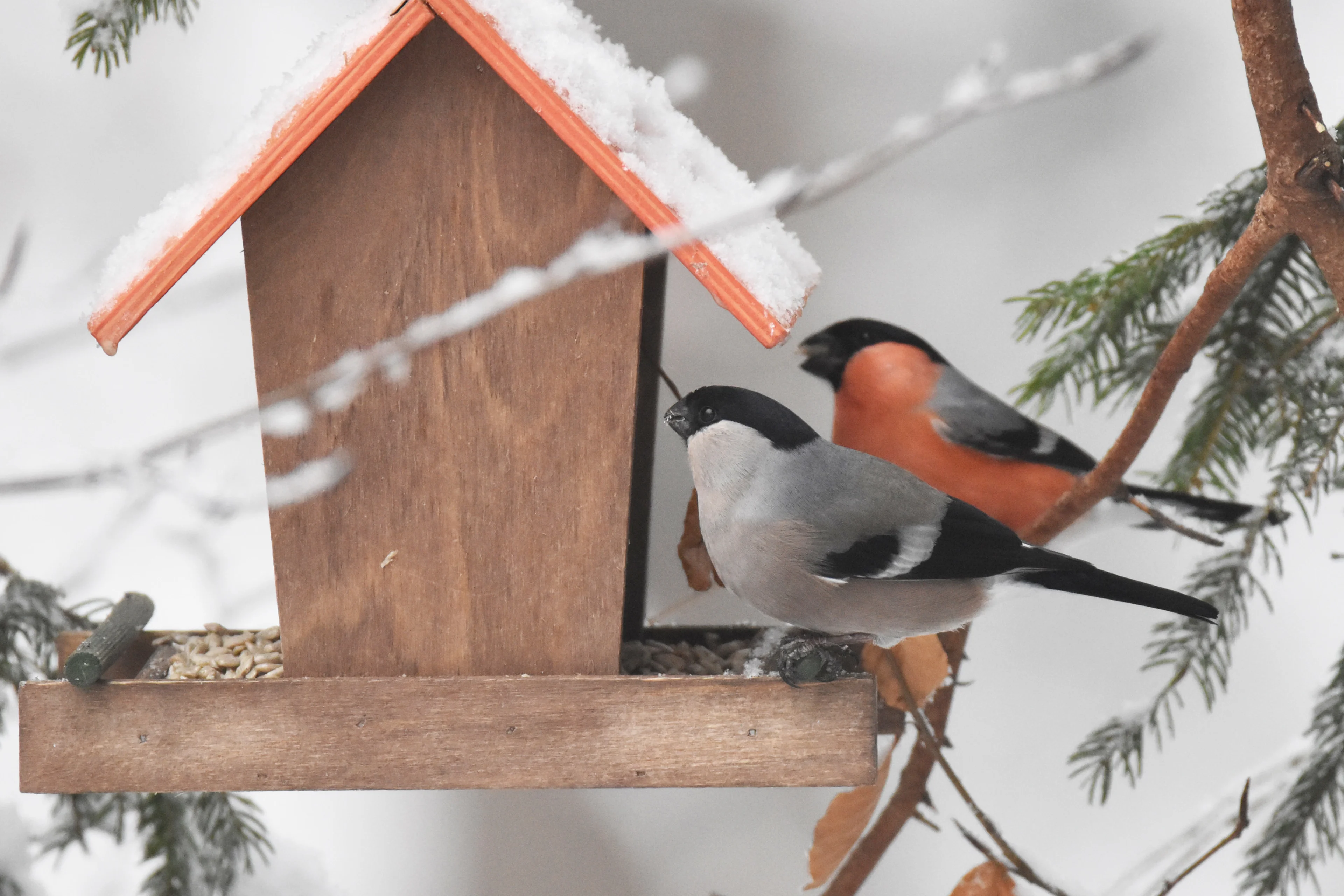 Ein Gimpelpaar zu Besuch an einer winterlichen Vogelfutterstelle.