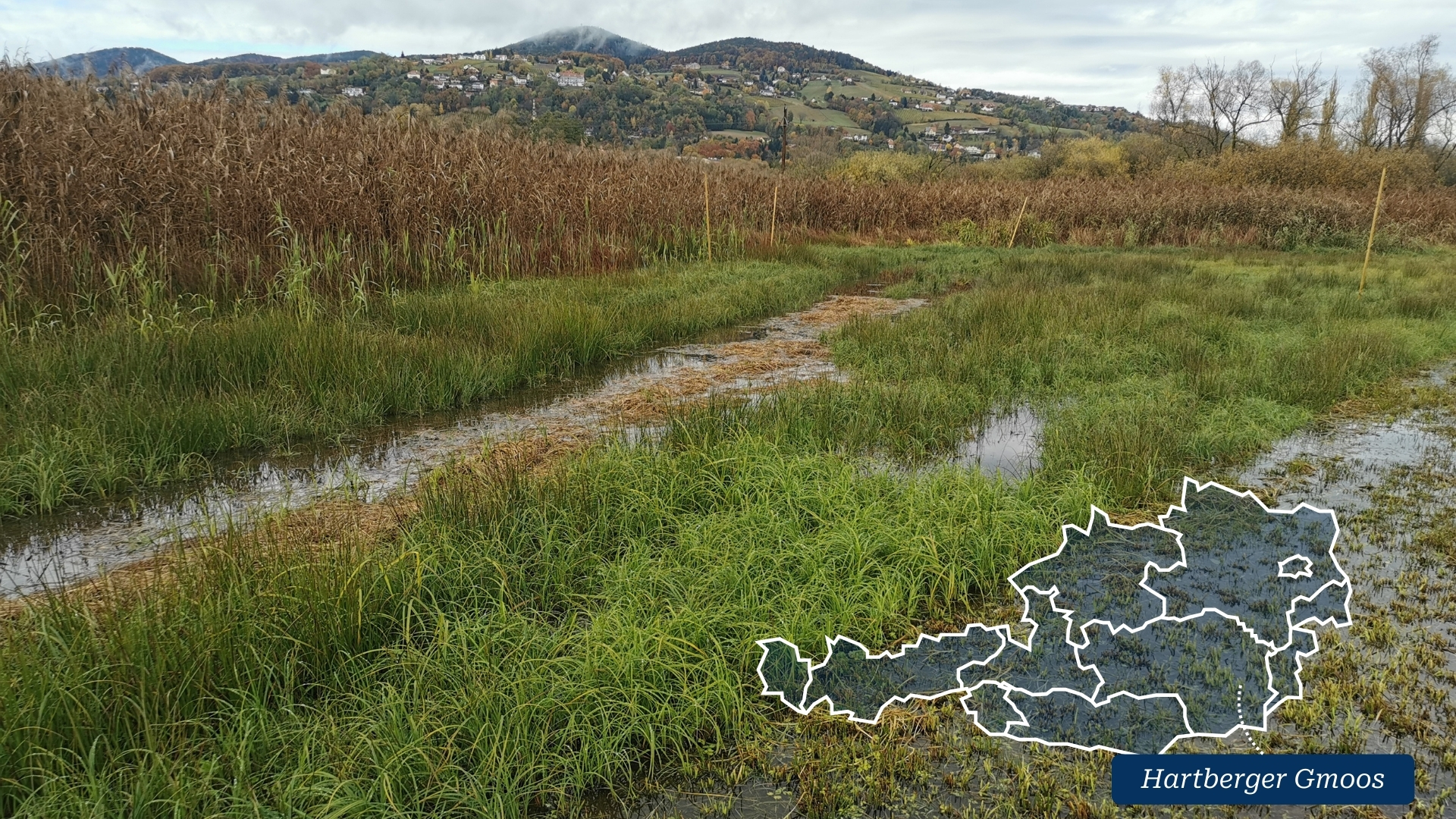 Eine der Naturschutzflächen von BirdLife Österreich im Hartberger Gmoos in der Steiermark.