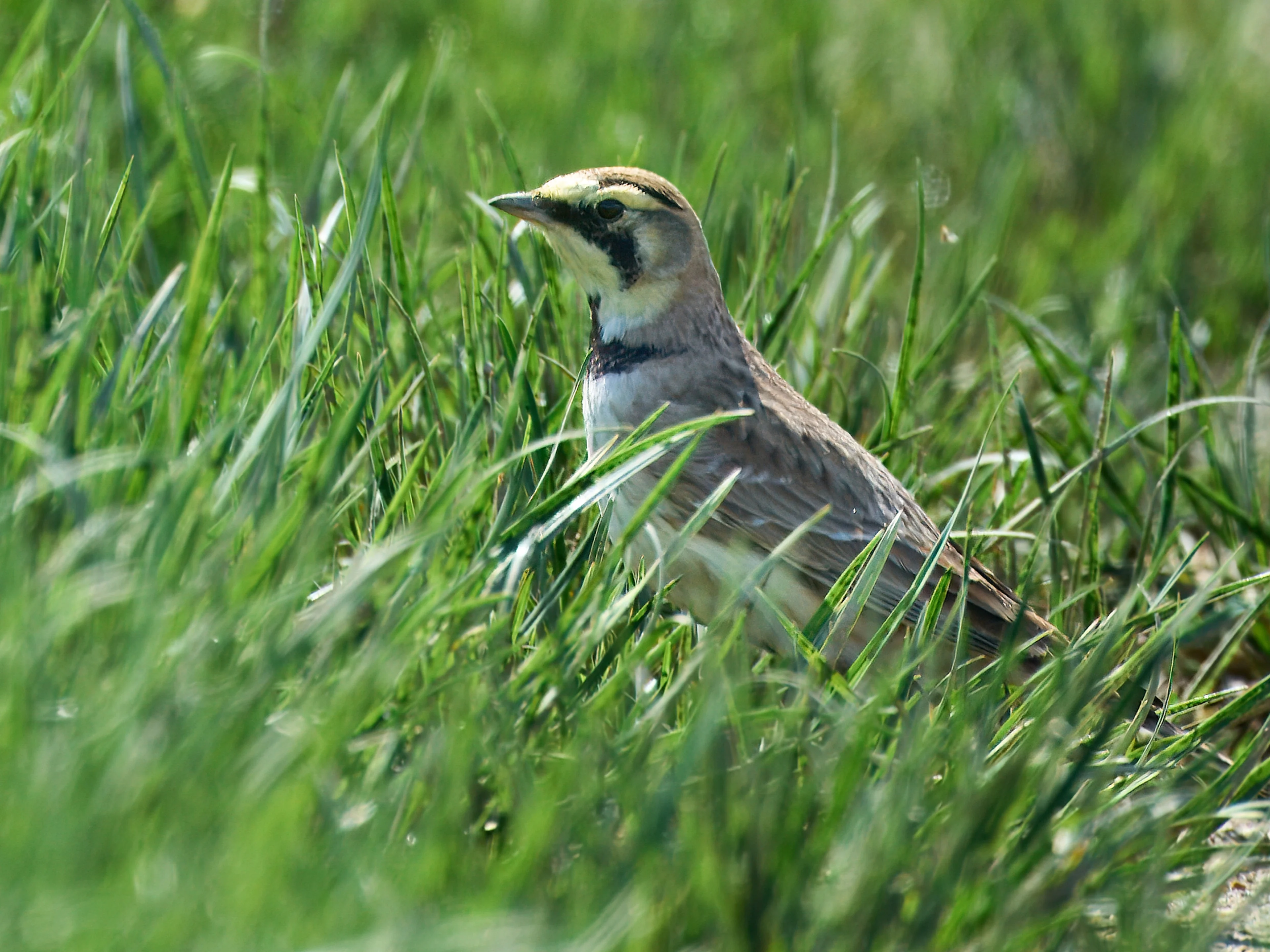 Ohrenlerche in Kärnten.