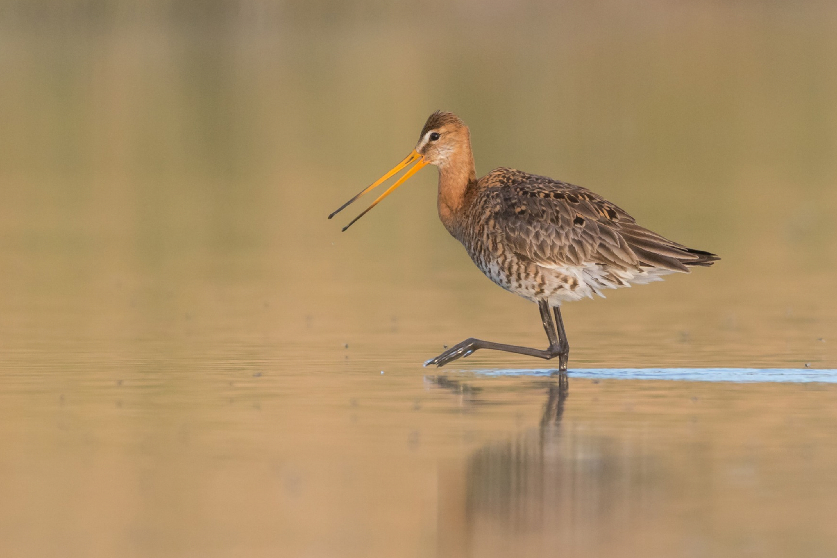 Eine Uferschnepfe watet im Wasser eines naturnahen Teichs.