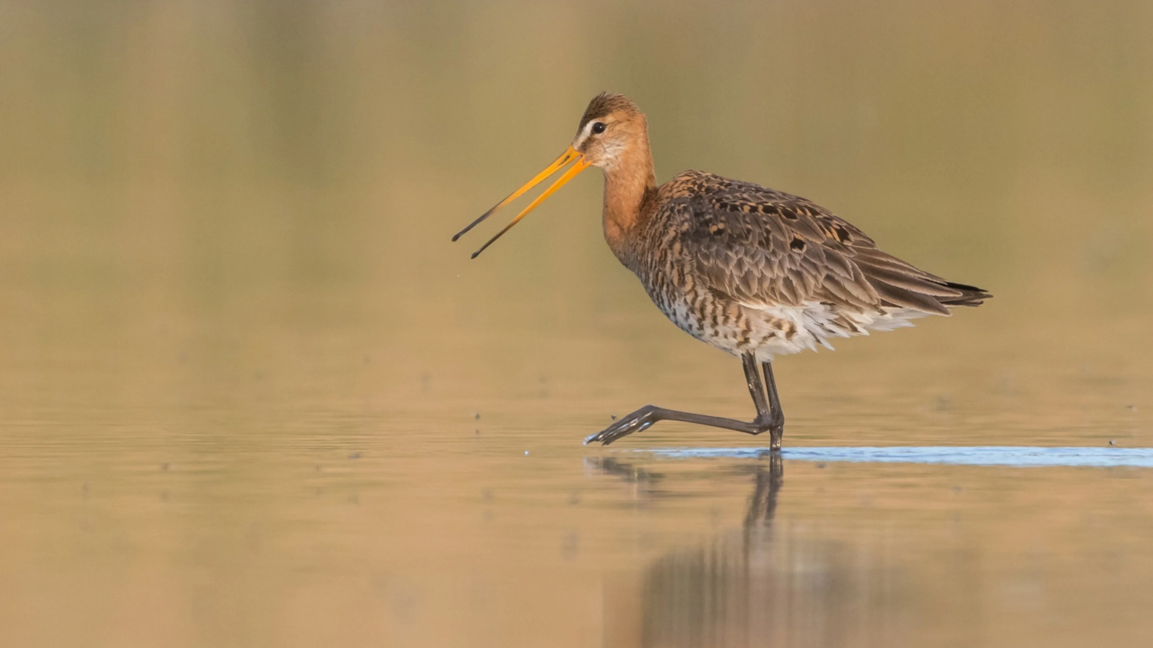 Eine Uferschnepfe watet im Wasser eines naturnahen Teichs.
