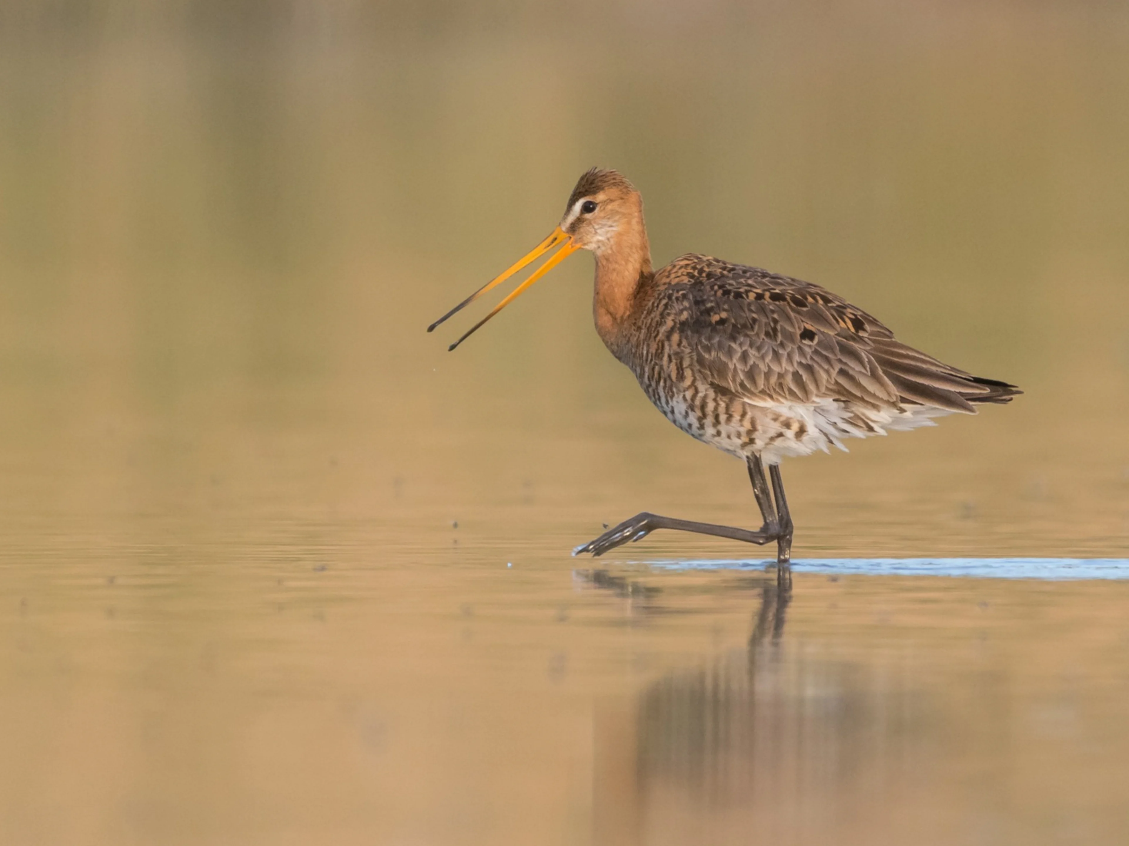 Eine Uferschnepfe watet im Wasser eines naturnahen Teichs.