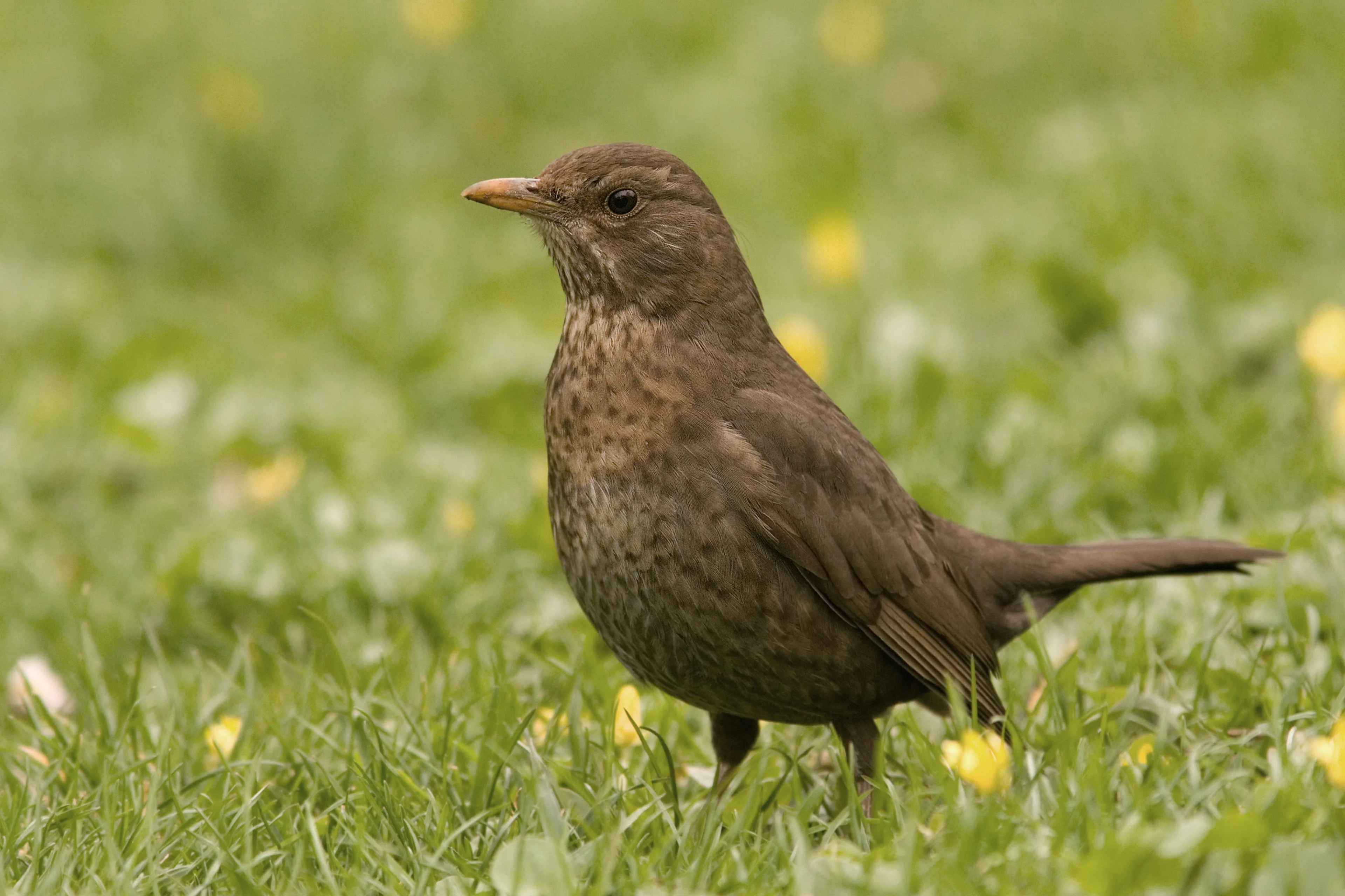 Auf diesem Bild sehen Sie ein Amselweibchen.