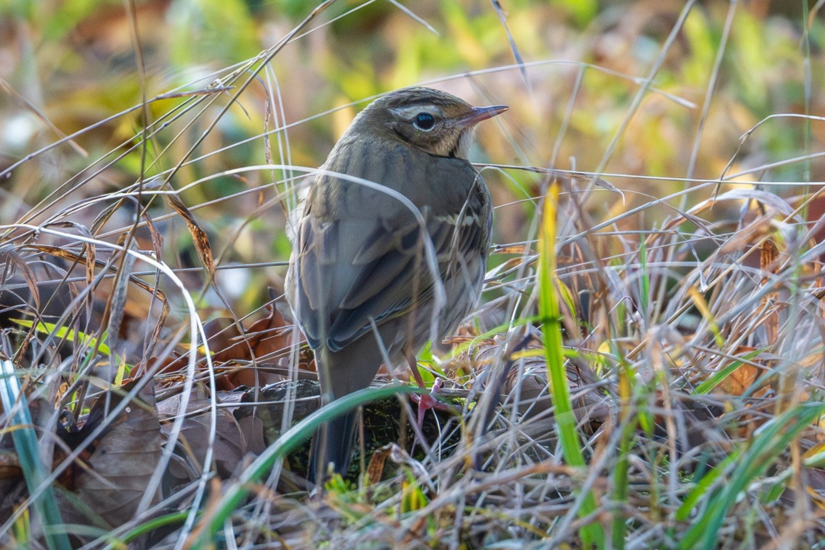 Ein Waldpieper zu Besuch in Österreich.