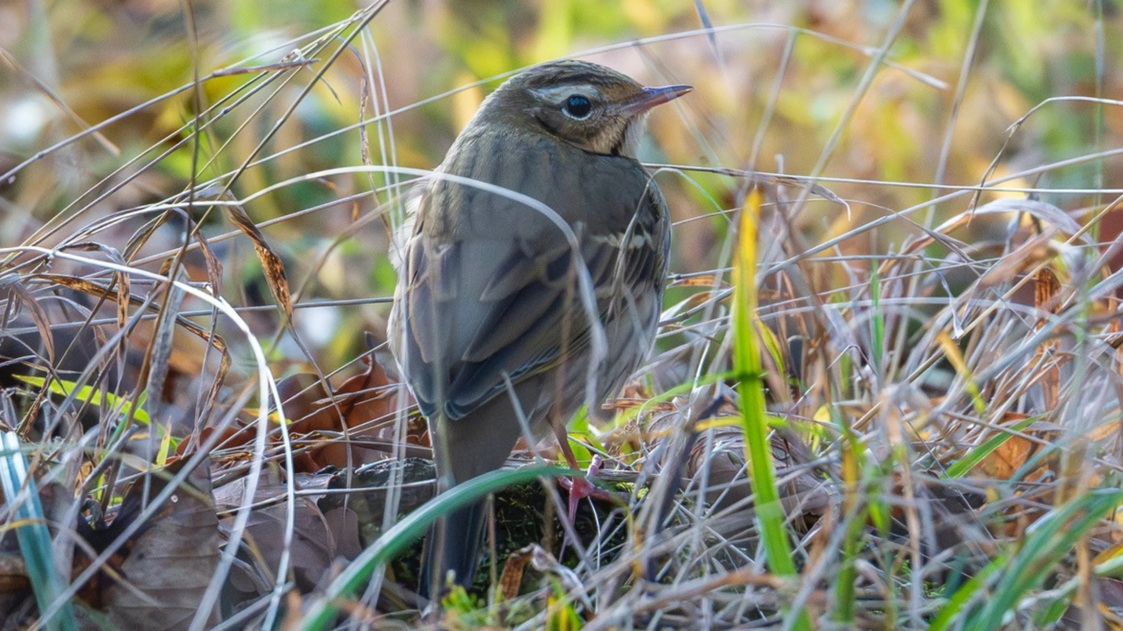Ein Waldpieper zu Besuch in Österreich.