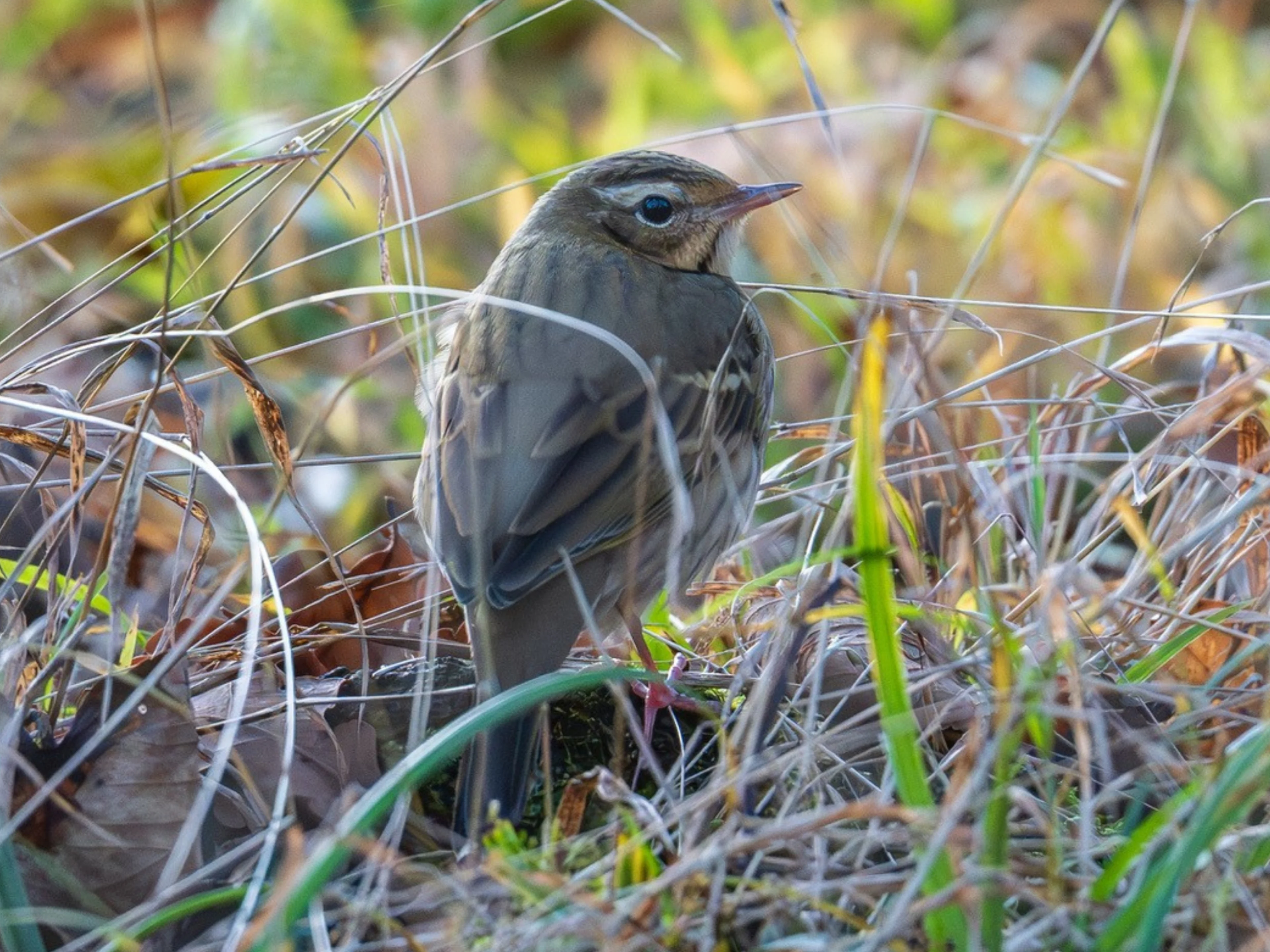 Ein Waldpieper zu Besuch in Österreich.