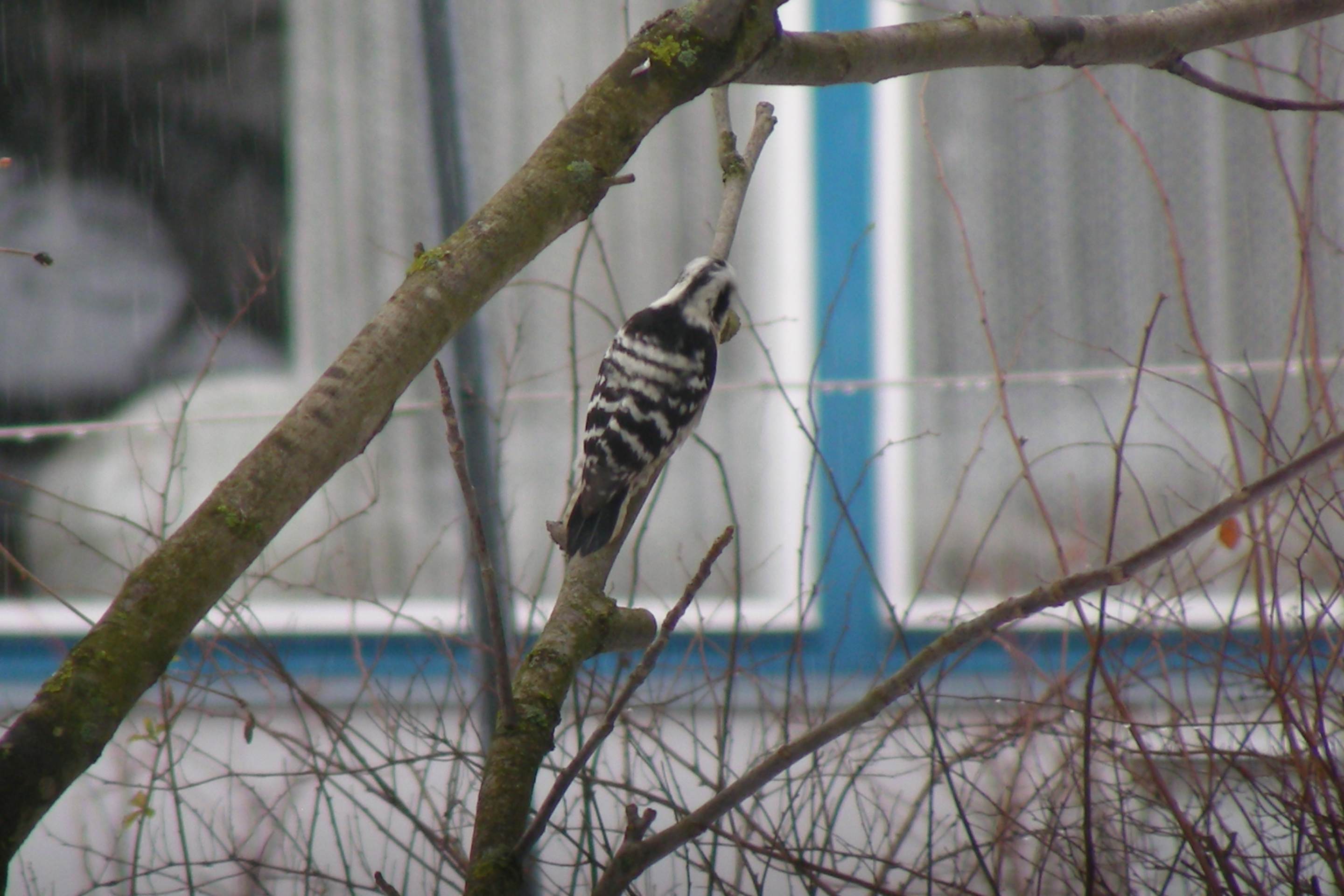 Ein Kleinspecht im winterlichen Garten.
