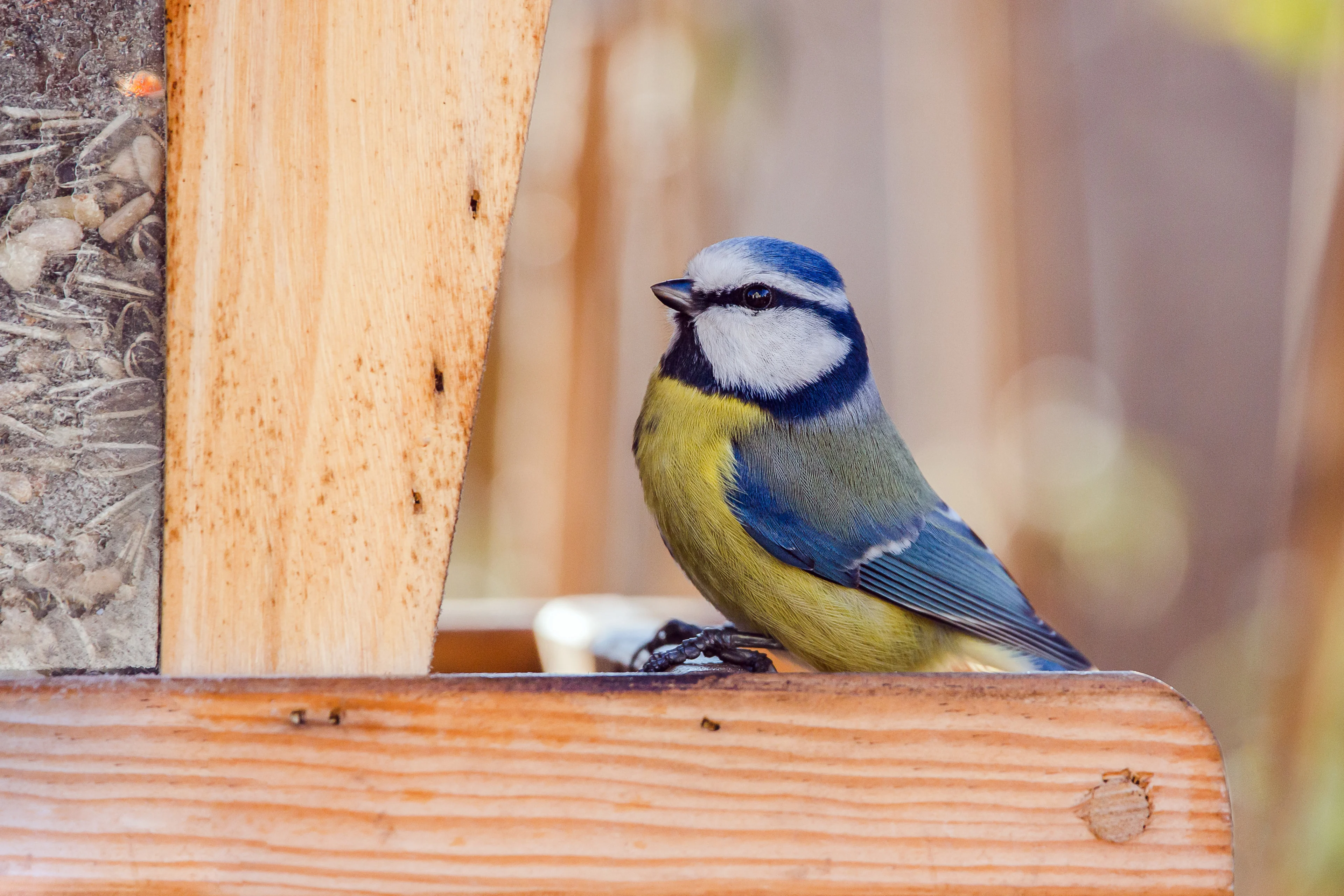 Eine Blaumeise sitzt auf einem Vogelhaus.