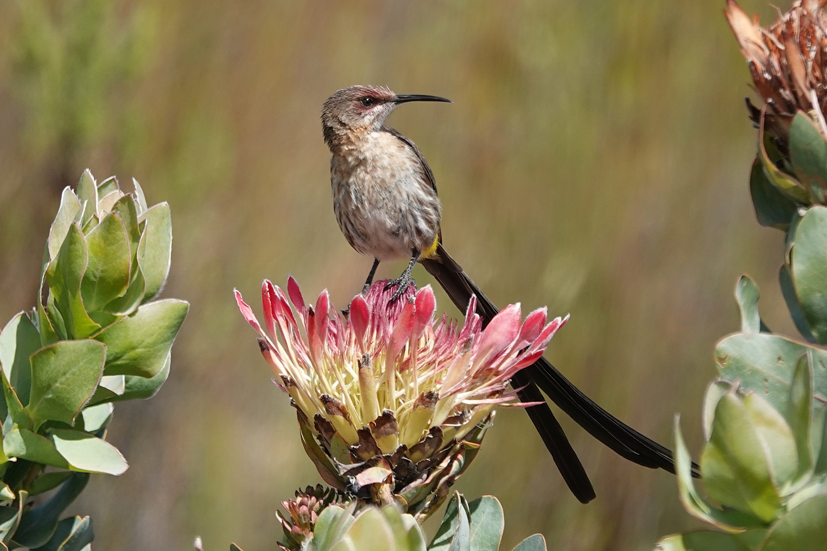 Ein Kaphonigvogel sitzt auf einer Blume in Südafrika.