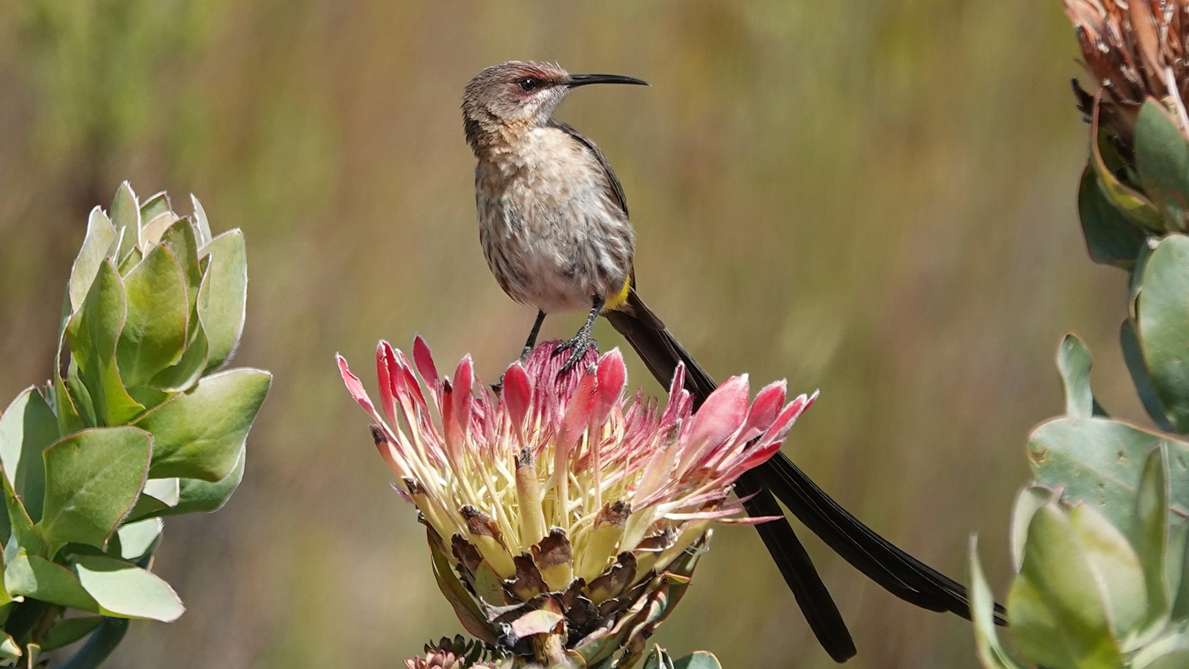 Ein Kaphonigvogel sitzt auf einer Blume in Südafrika.