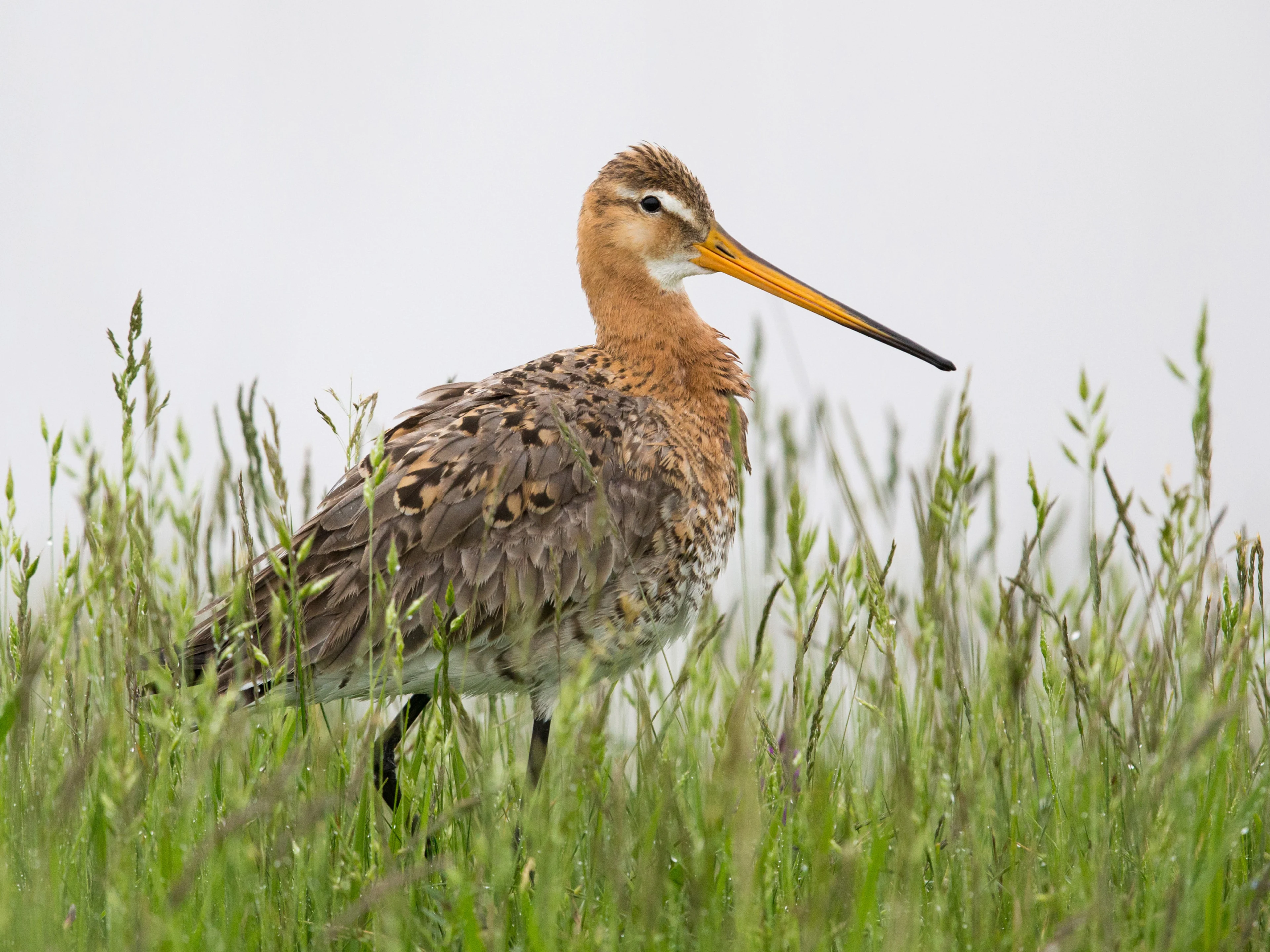 Uferschnepfe im Gras.