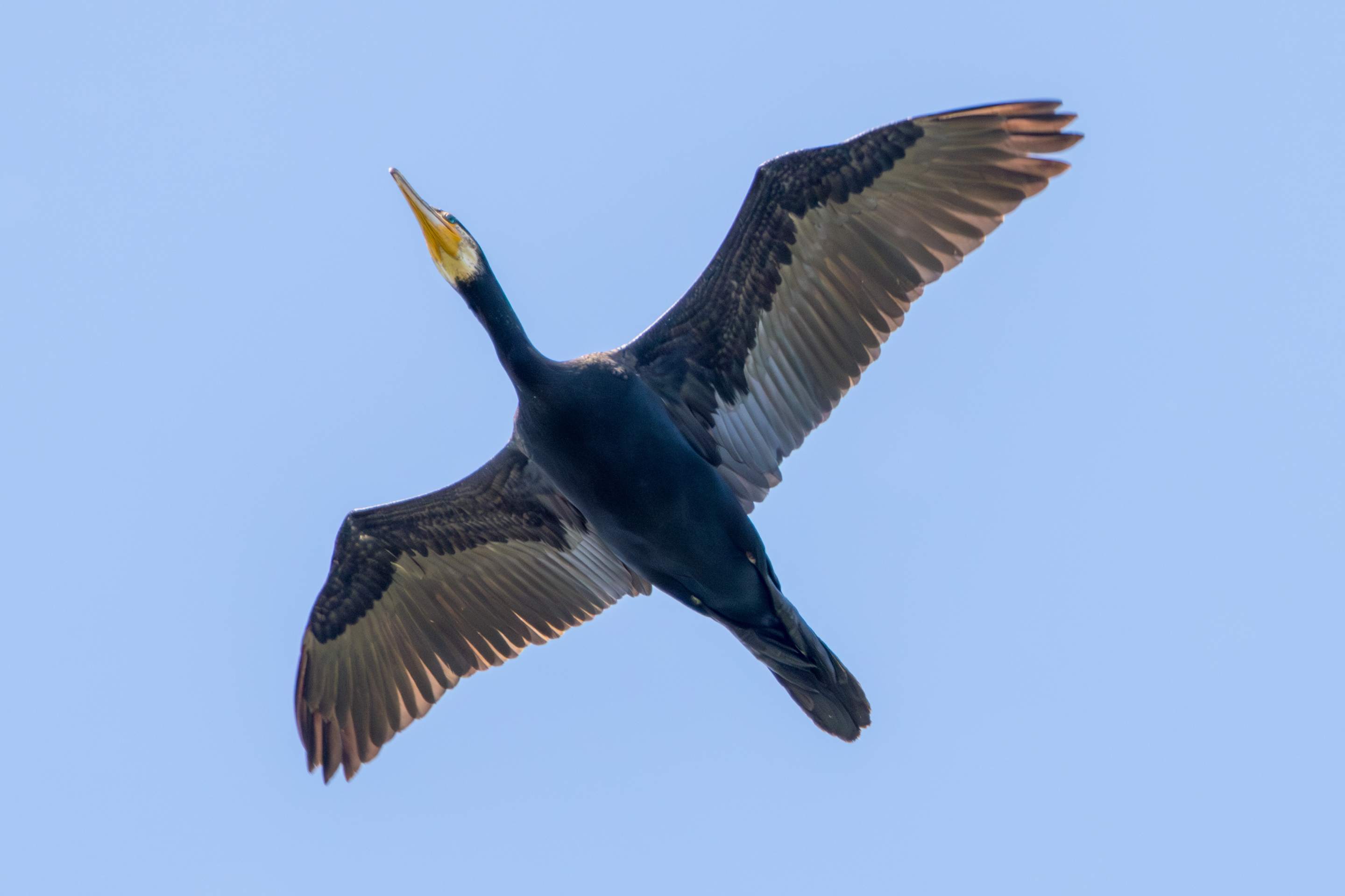 Ein Kormoran im Flug vor blauem Himmel.