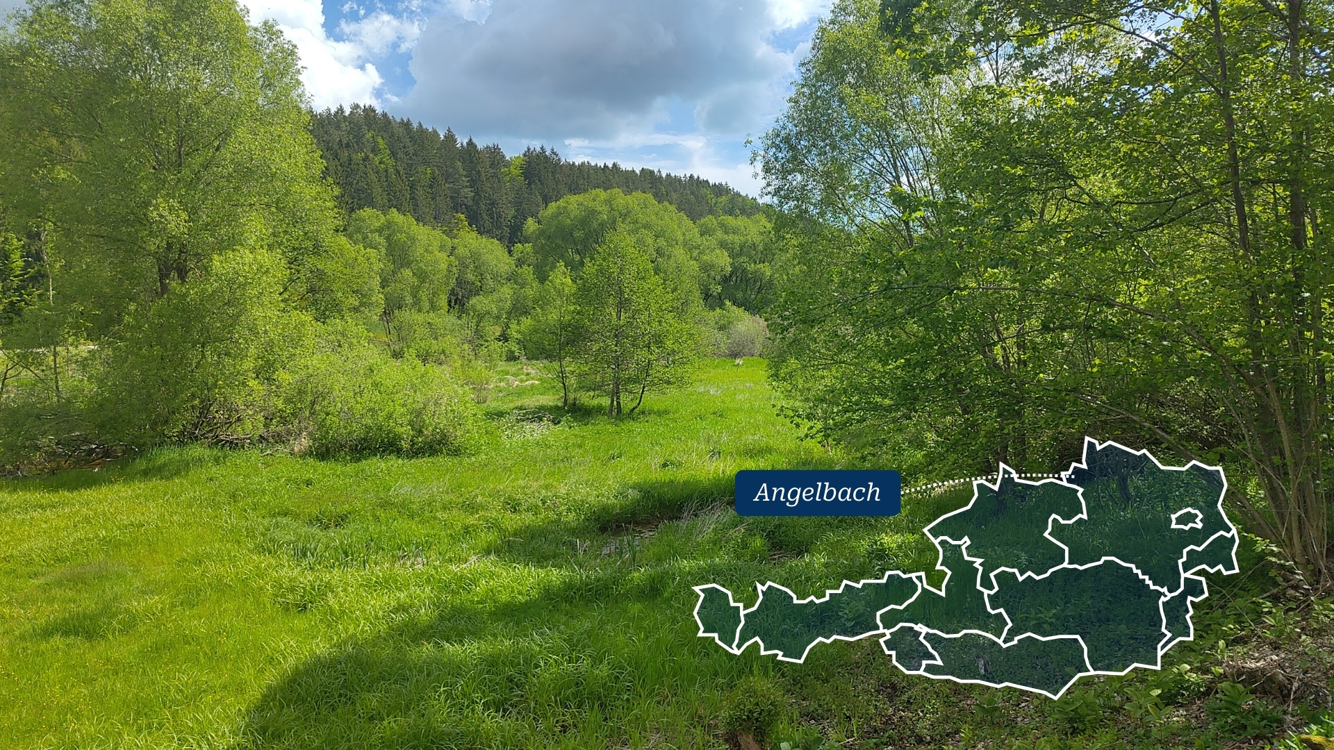 Die 2025 erworbene Fläche "Angelbach" im Waldviertel, wird das Netzwerk an Naturschutzflächen aufwerten.
