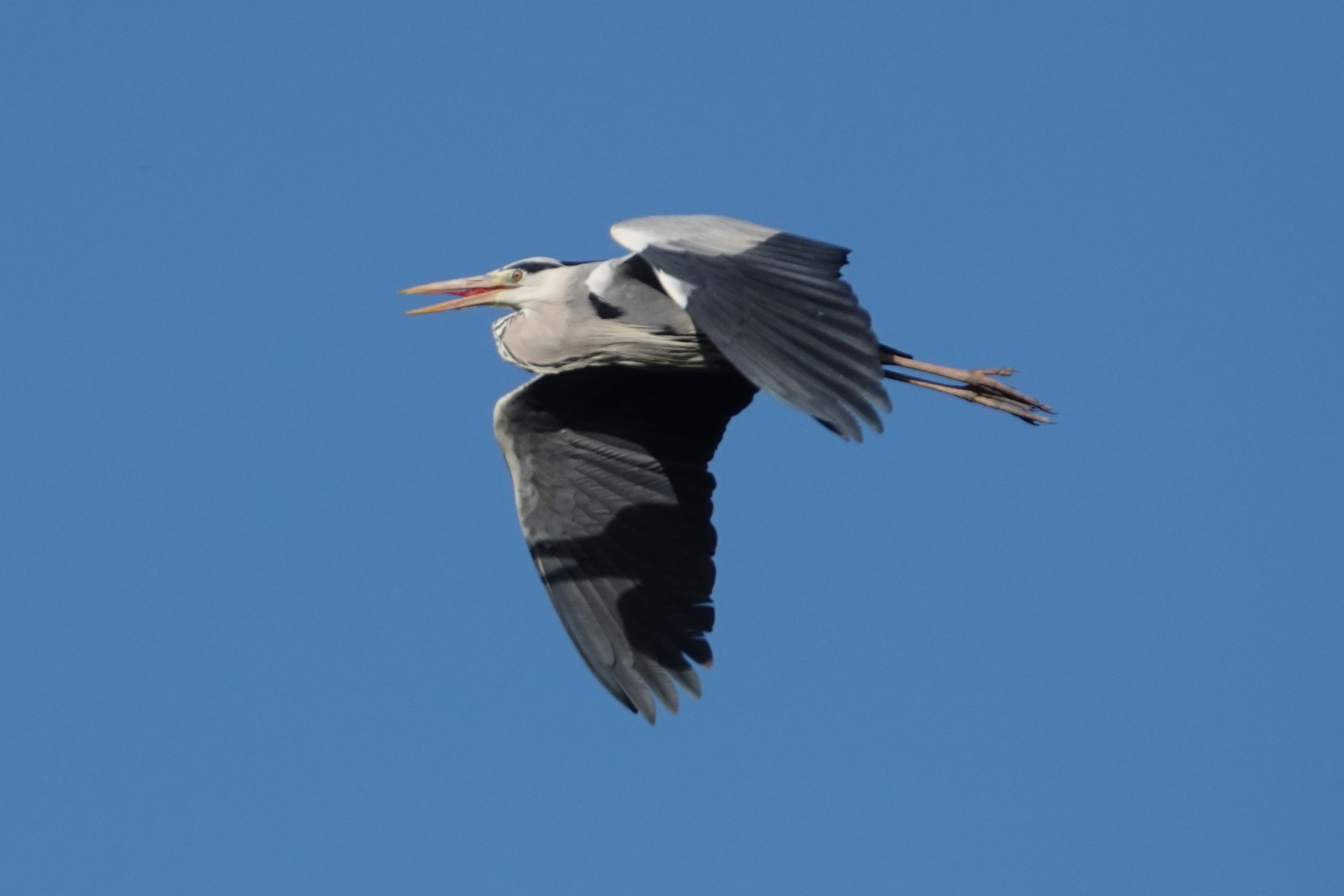 Ein Graureiher im Flug vor blauem Himmel.