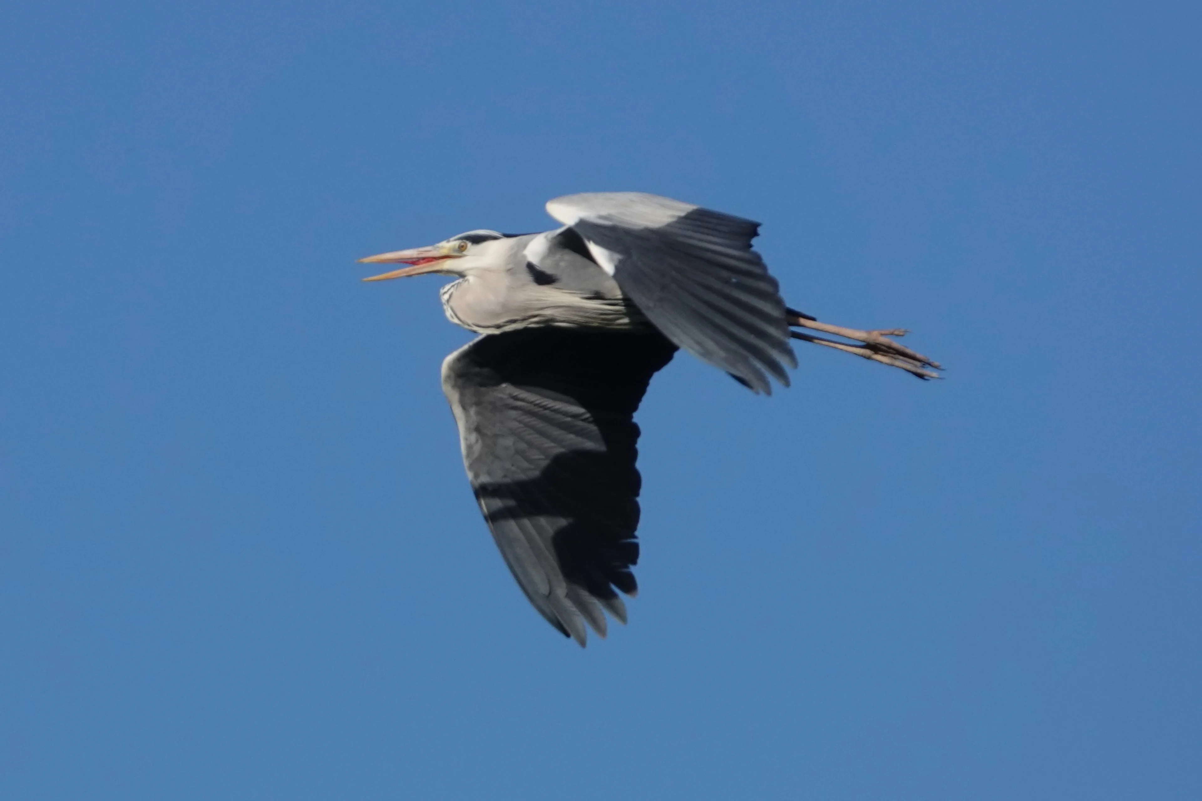 Ein Graureiher im Flug vor blauem Himmel.
