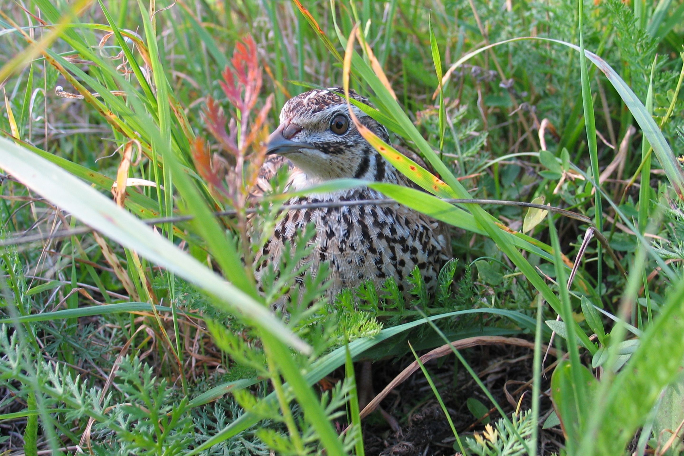 Eine Wachtel sitzt in niedriger Vegetation.