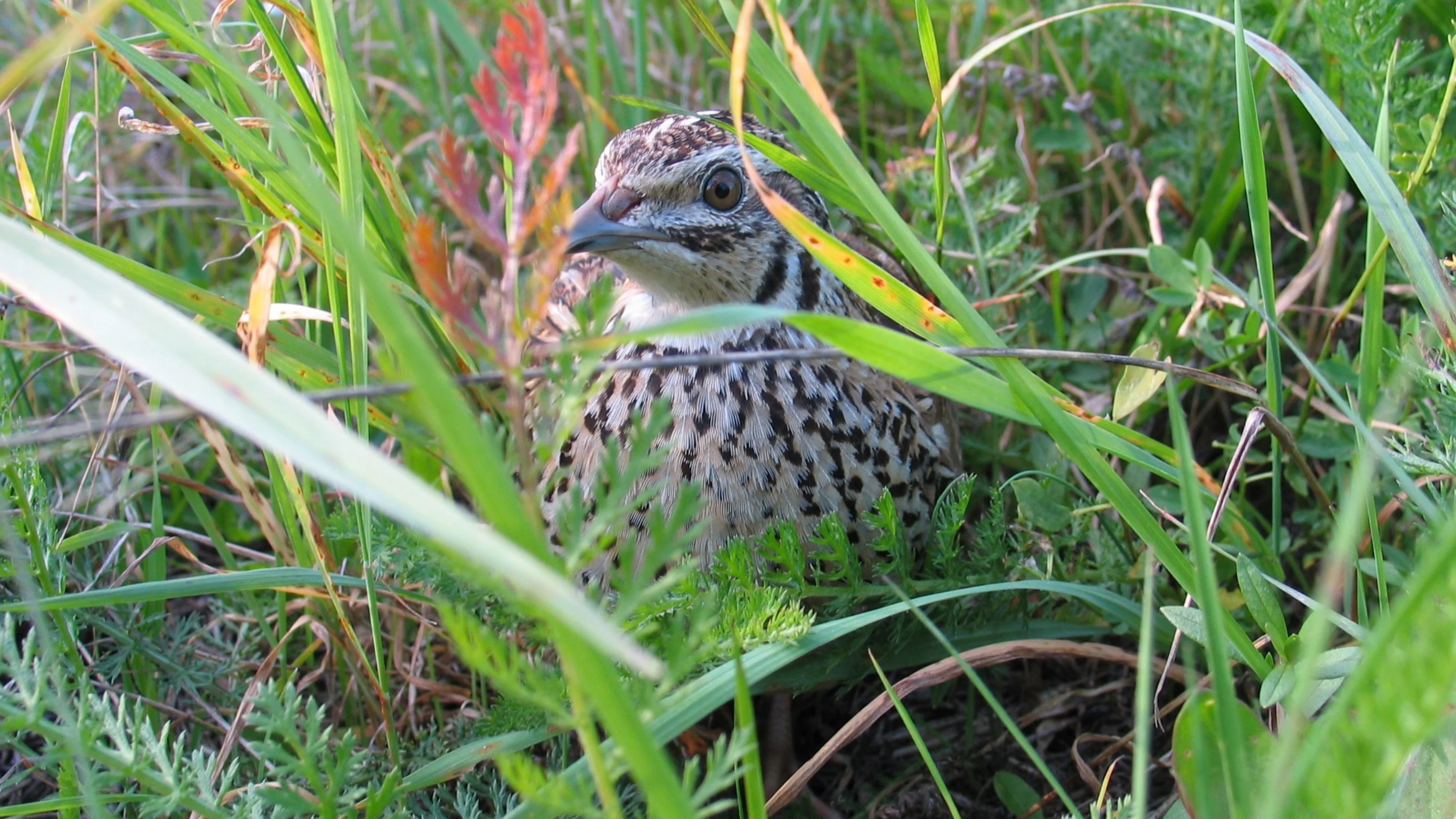 Eine Wachtel sitzt in niedriger Vegetation.