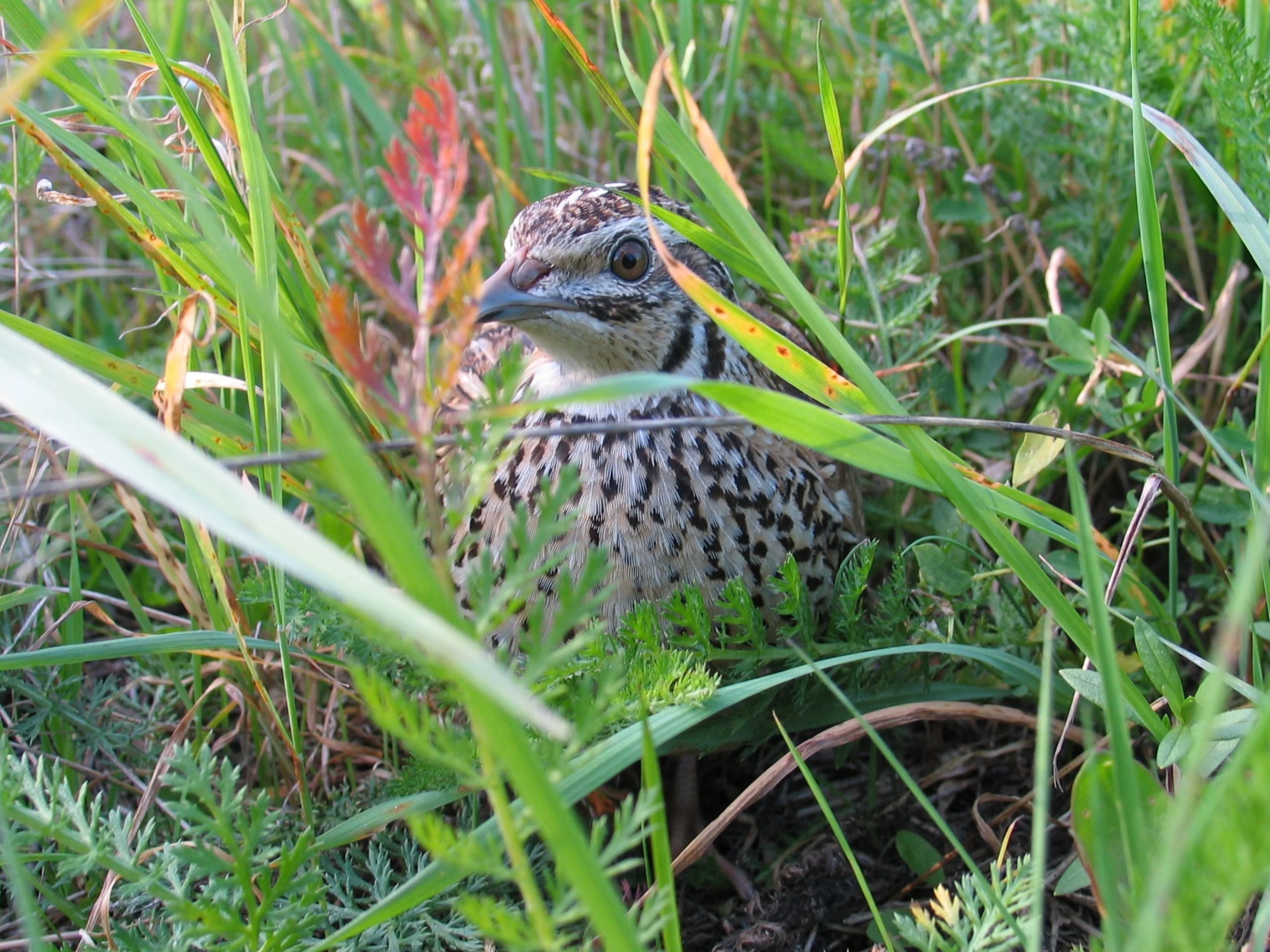 Eine Wachtel sitzt in niedriger Vegetation.