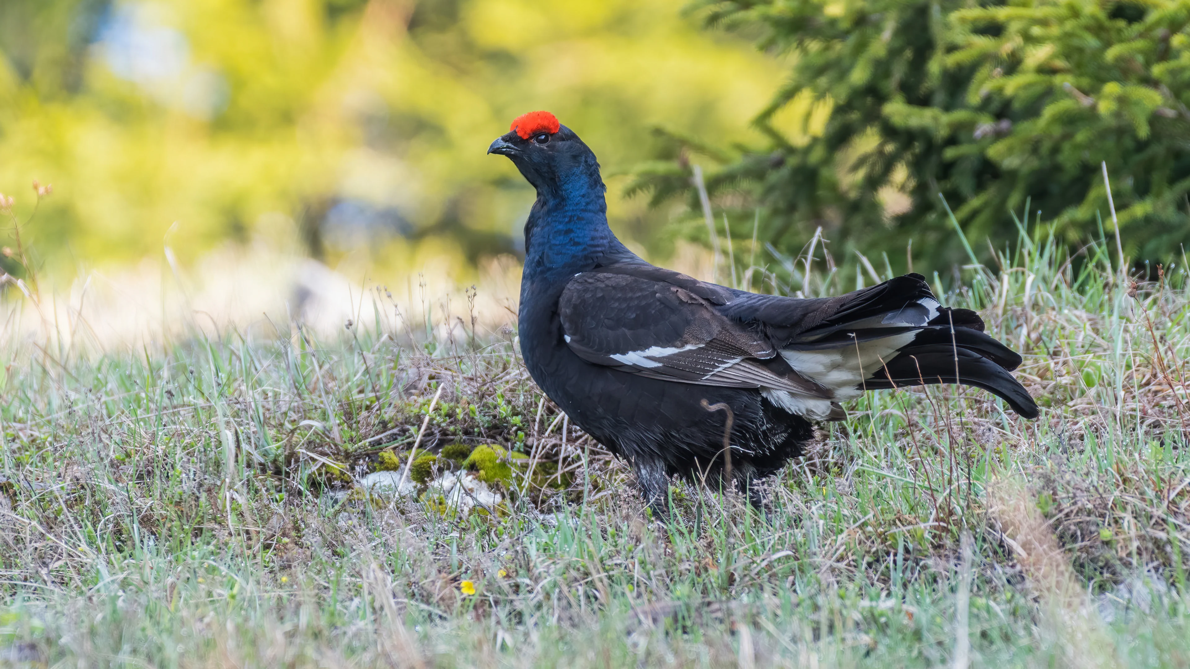 Ein Birkhuhn in den österreichischen Alpen.