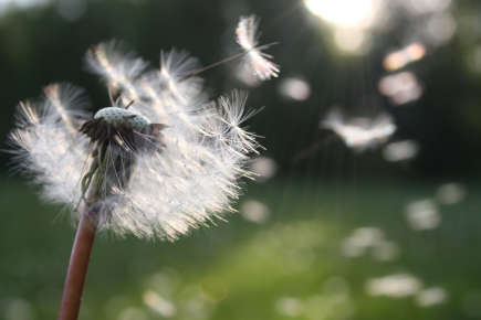 Dandelion blowing in the wind