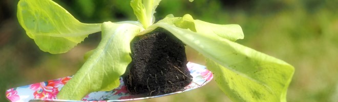 Salat udplantning