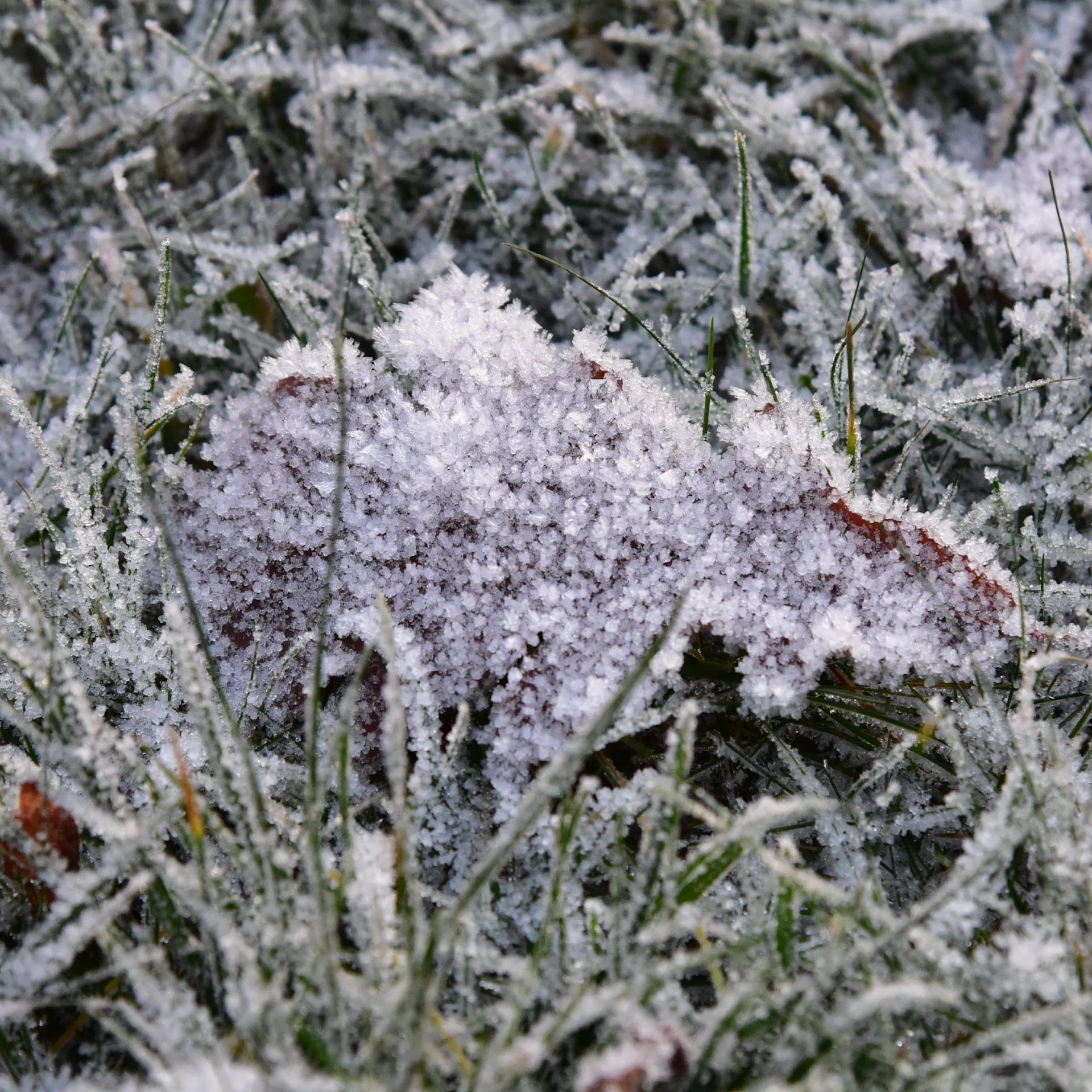 vinterbeskyttelse-2480x2480 3