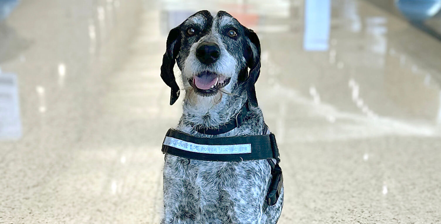 LAS K-9 Retires After 10 Years of Service