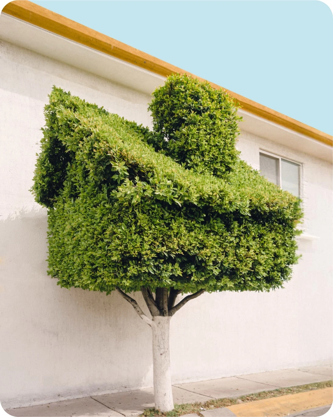 Un arbusto verde podado con la forma de una casa