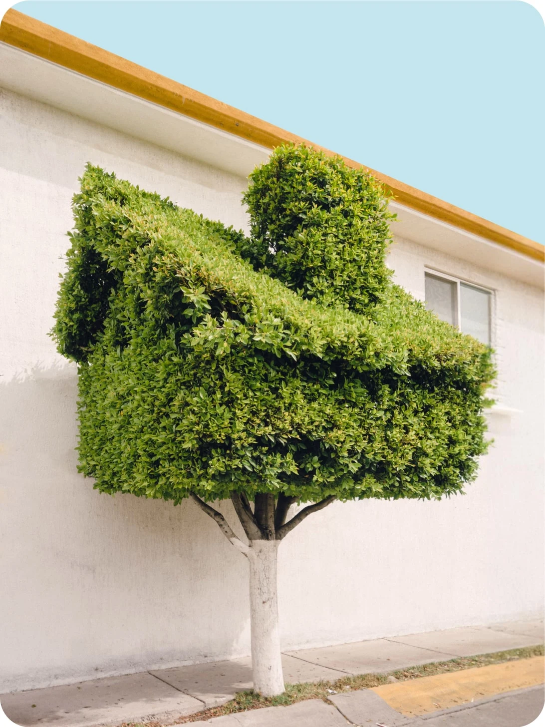 A bright green shrub that has been pruned into the shape of a house