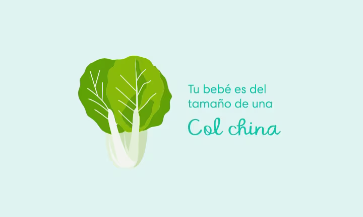 Tu bebé es del tamaño de una col china