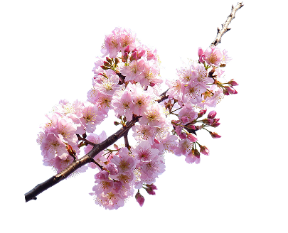 Third trimester of pregnancy - icon