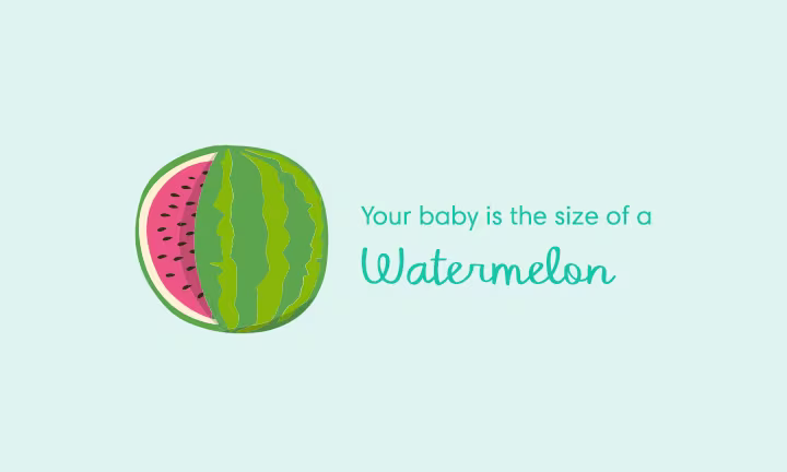Your baby is the size of a watermelon