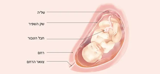התפתחות העובר לפי שבועות-Article Content Image30 30